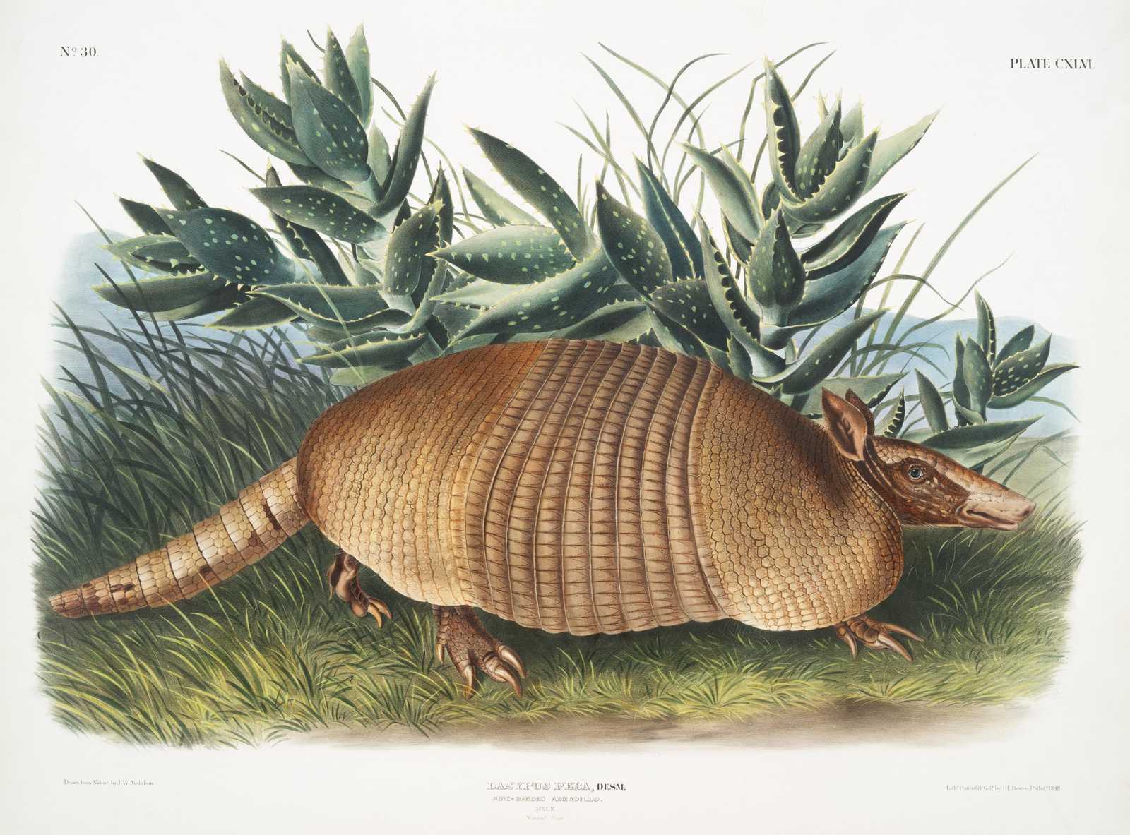 Vintage Armadillo Nature Art Wall Art