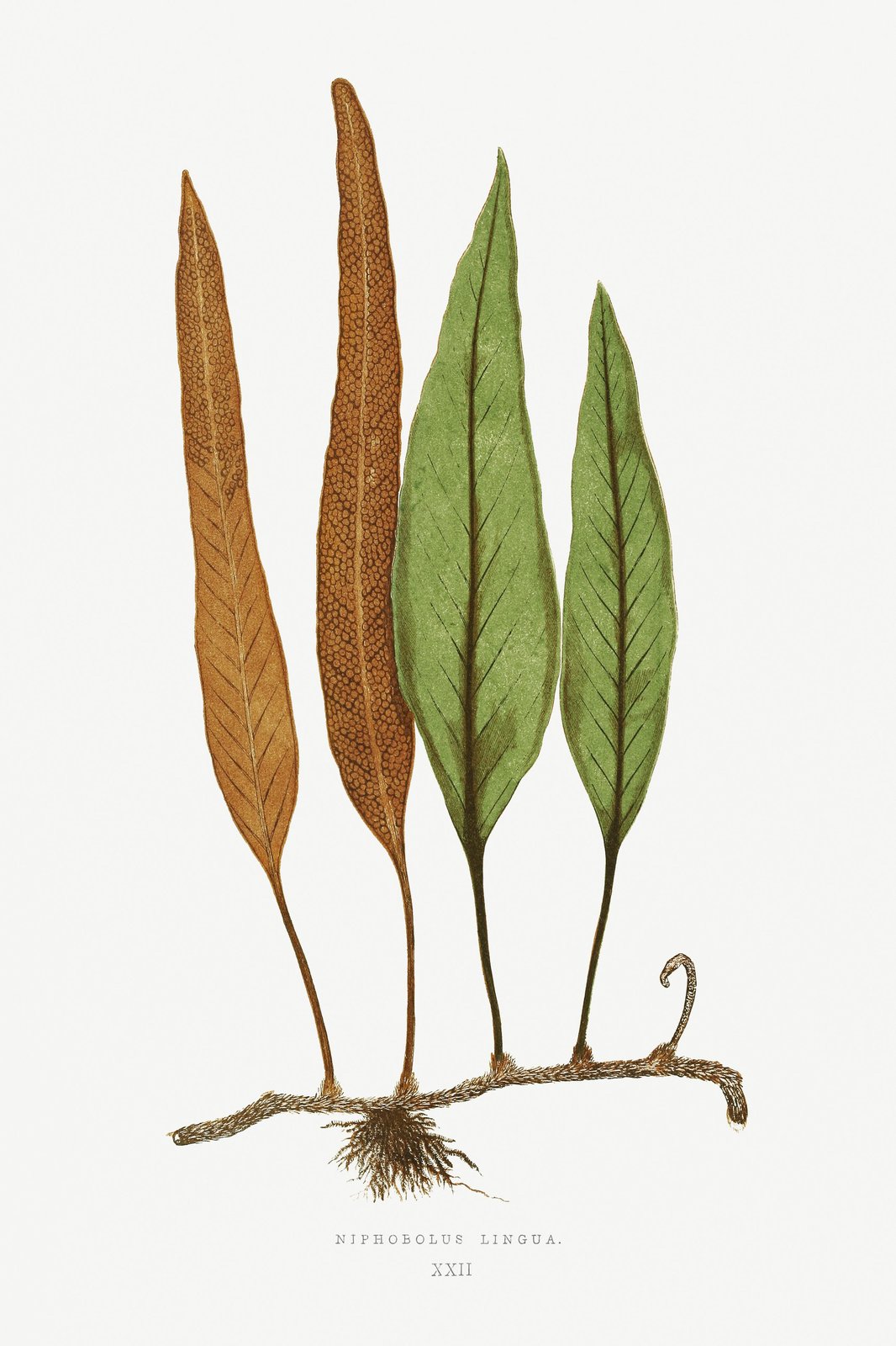 Vintage Fern Botanical Art Wall Art