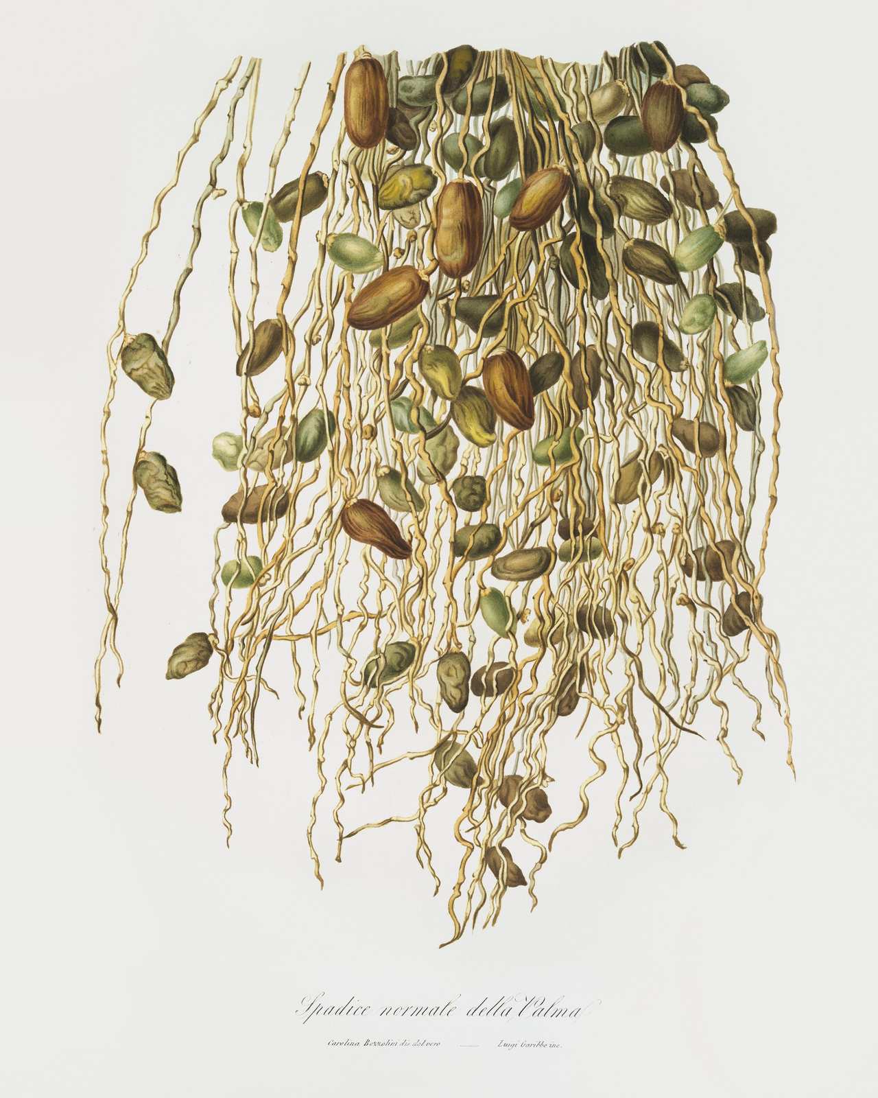 Botanical Palm Spadice Wall Art