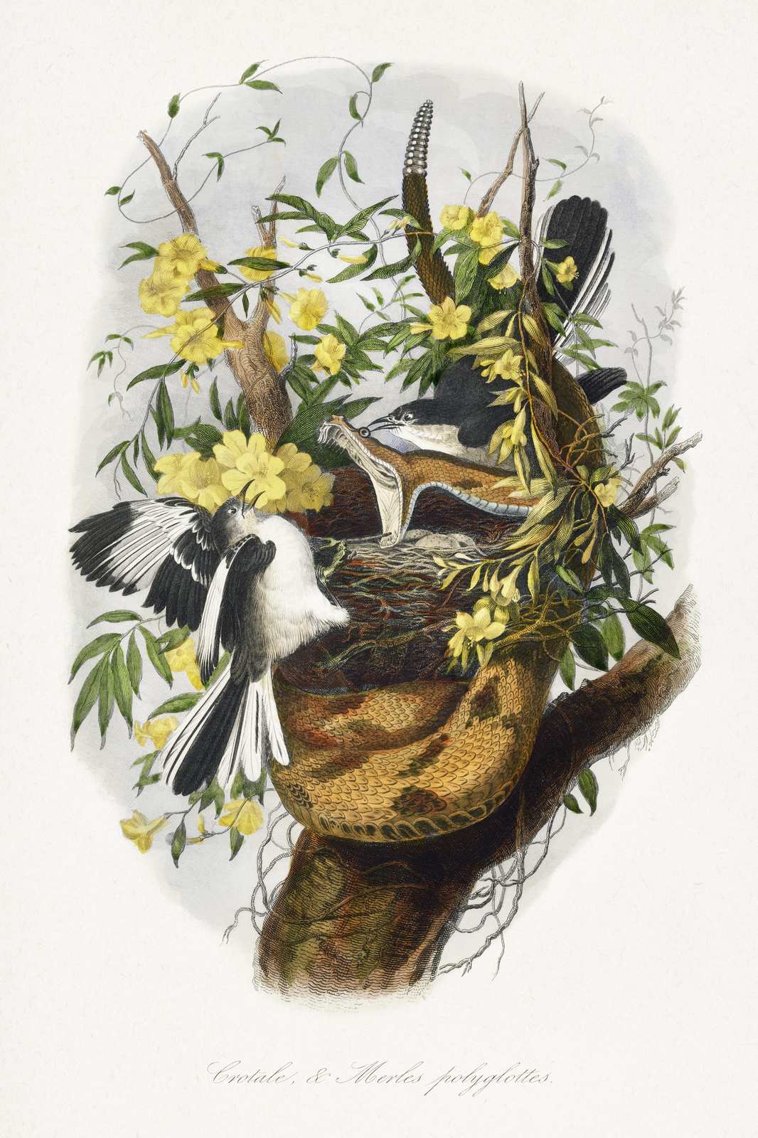 Vintage Nature Bird & Snake Conflict Wall Art