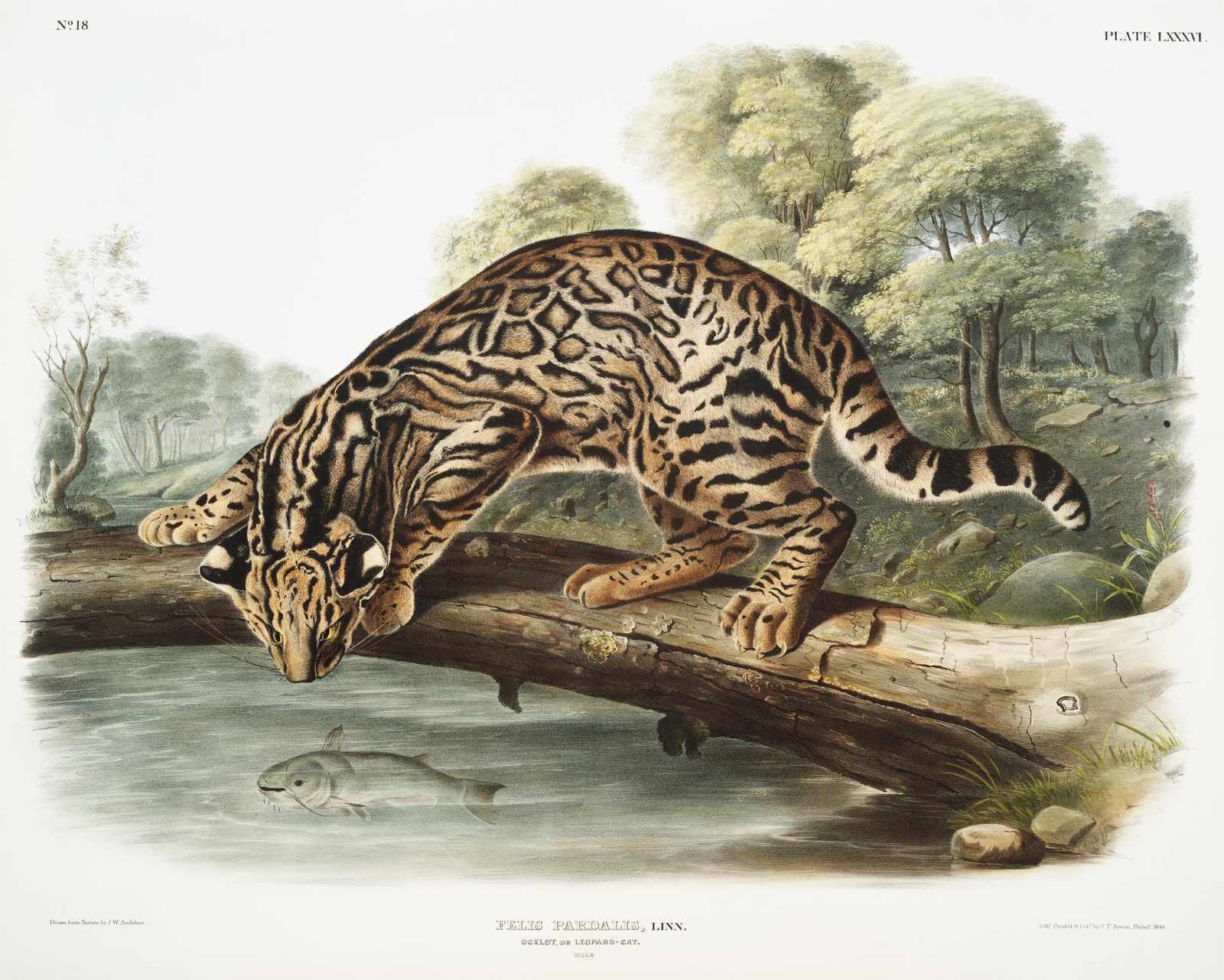 Ocelot on Log Vintage Animal Art Wall Art