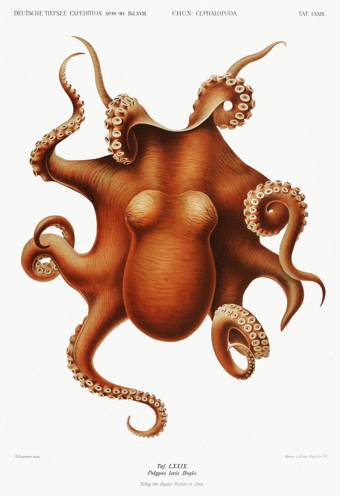 Vintage Octopus Wall Art | Marine Life Wall Art