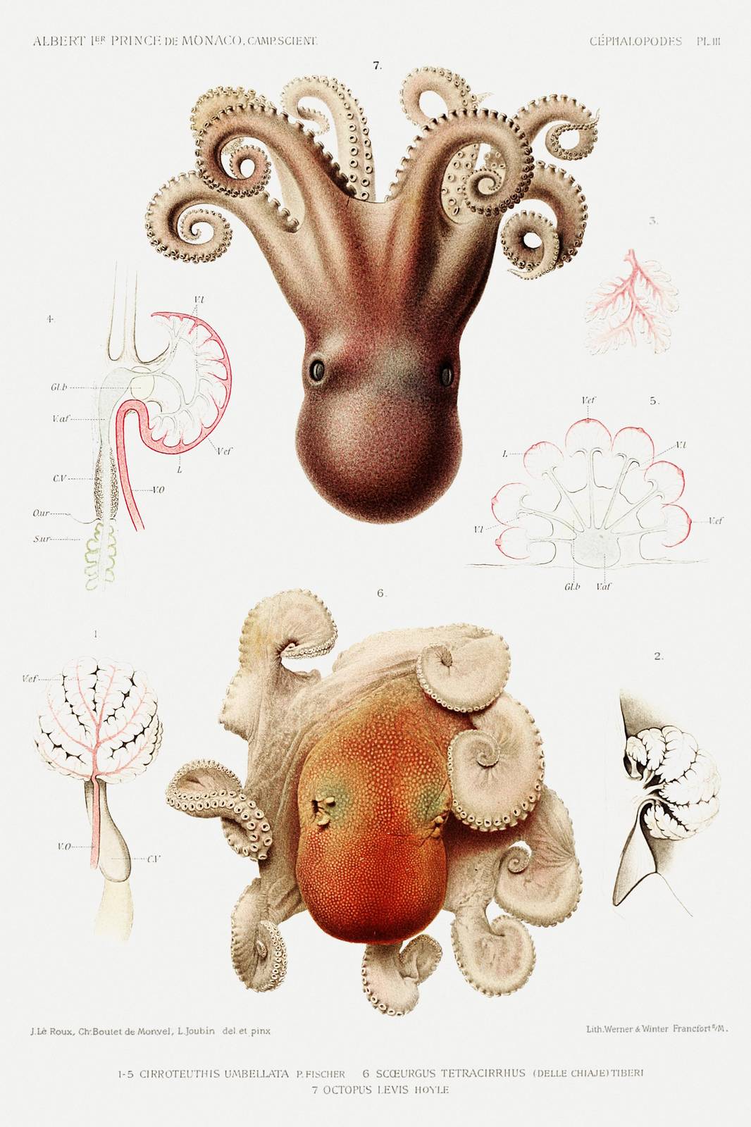 Vintage Octopus & Cephalopod Anatomy Wall Art