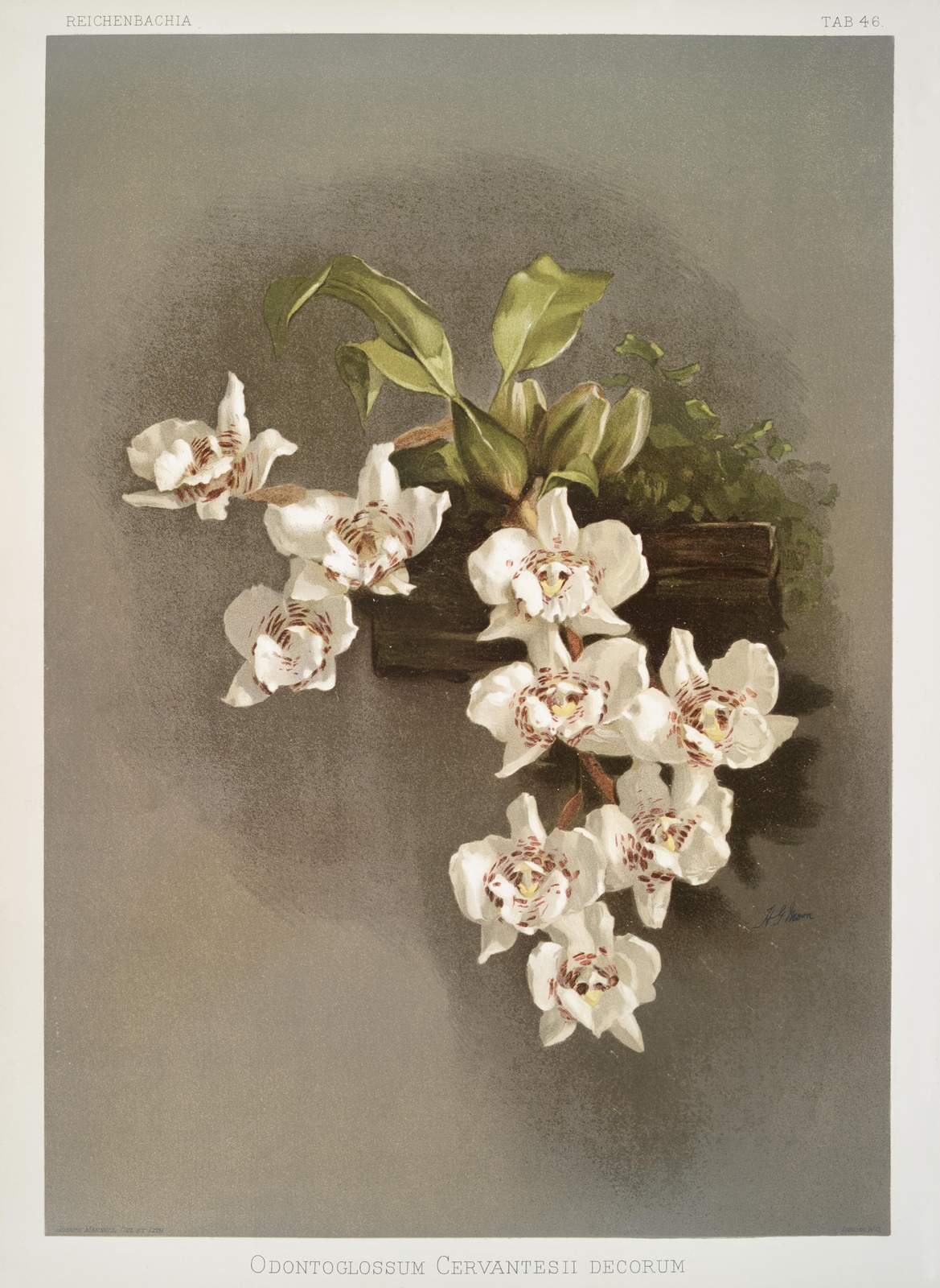 Vintage Orchid Botanical Art Wall Art