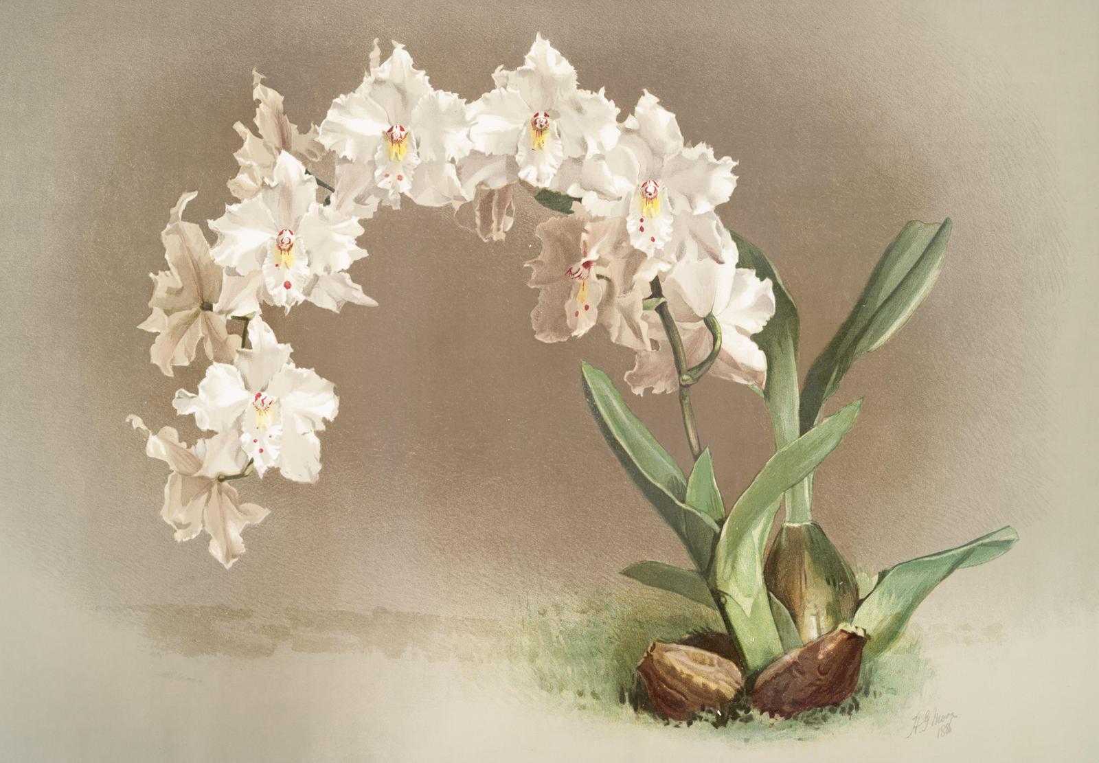 Elegant White Orchid Botanical Art Wall Art