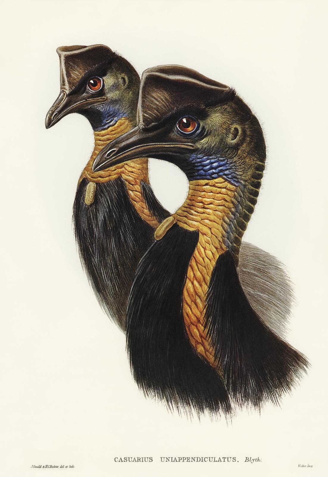 Exotic Cassowary Duo Vintage Bird Art Wall Art