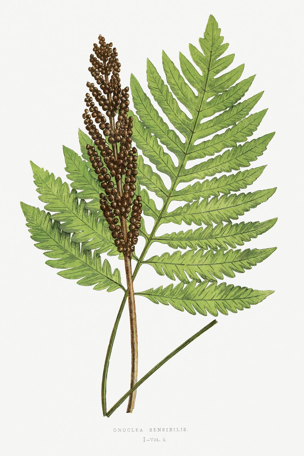 Vintage Fern Botanical Art Wall Art