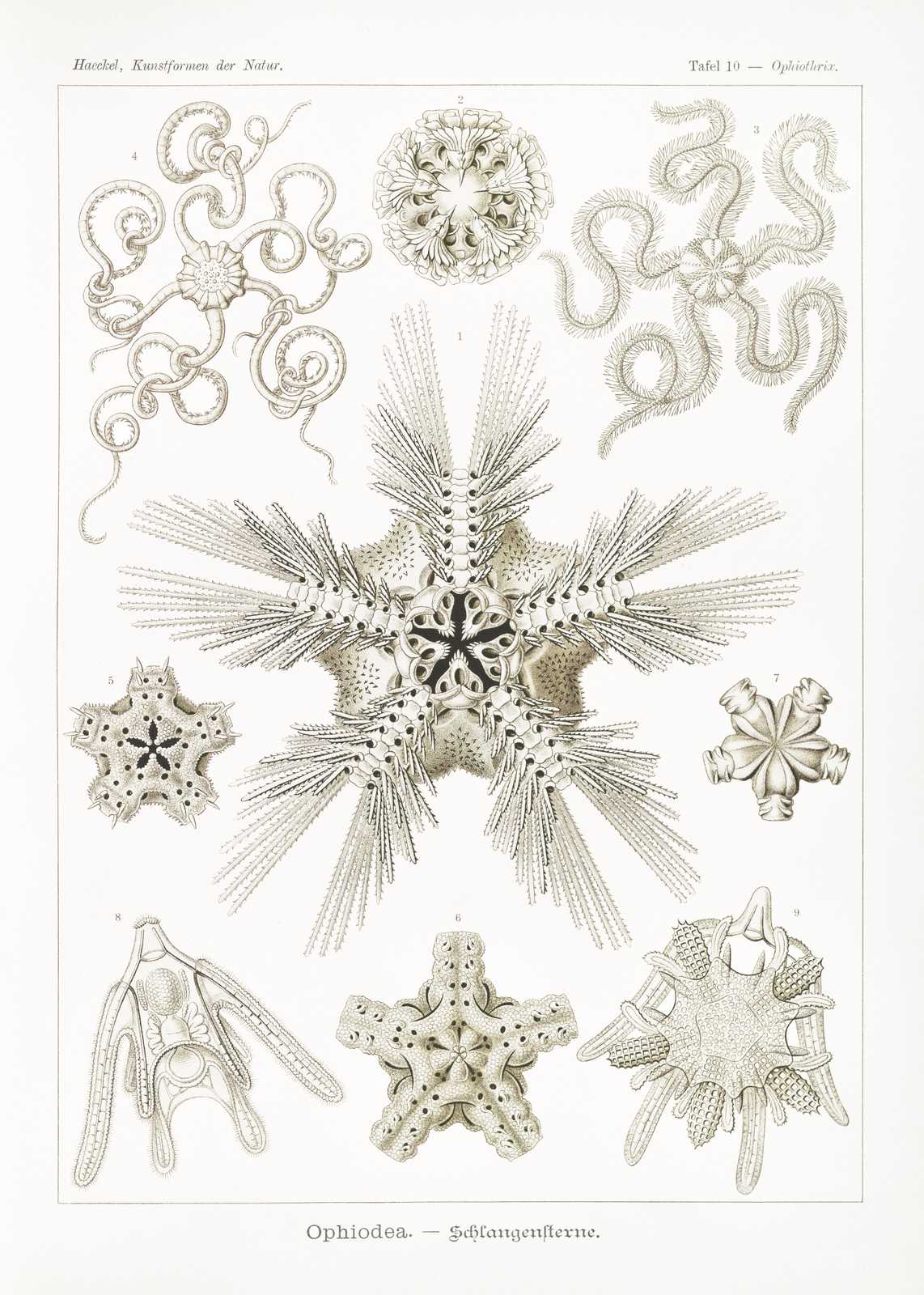 Vintage Sea Stars & Serpent Stars Wall Art