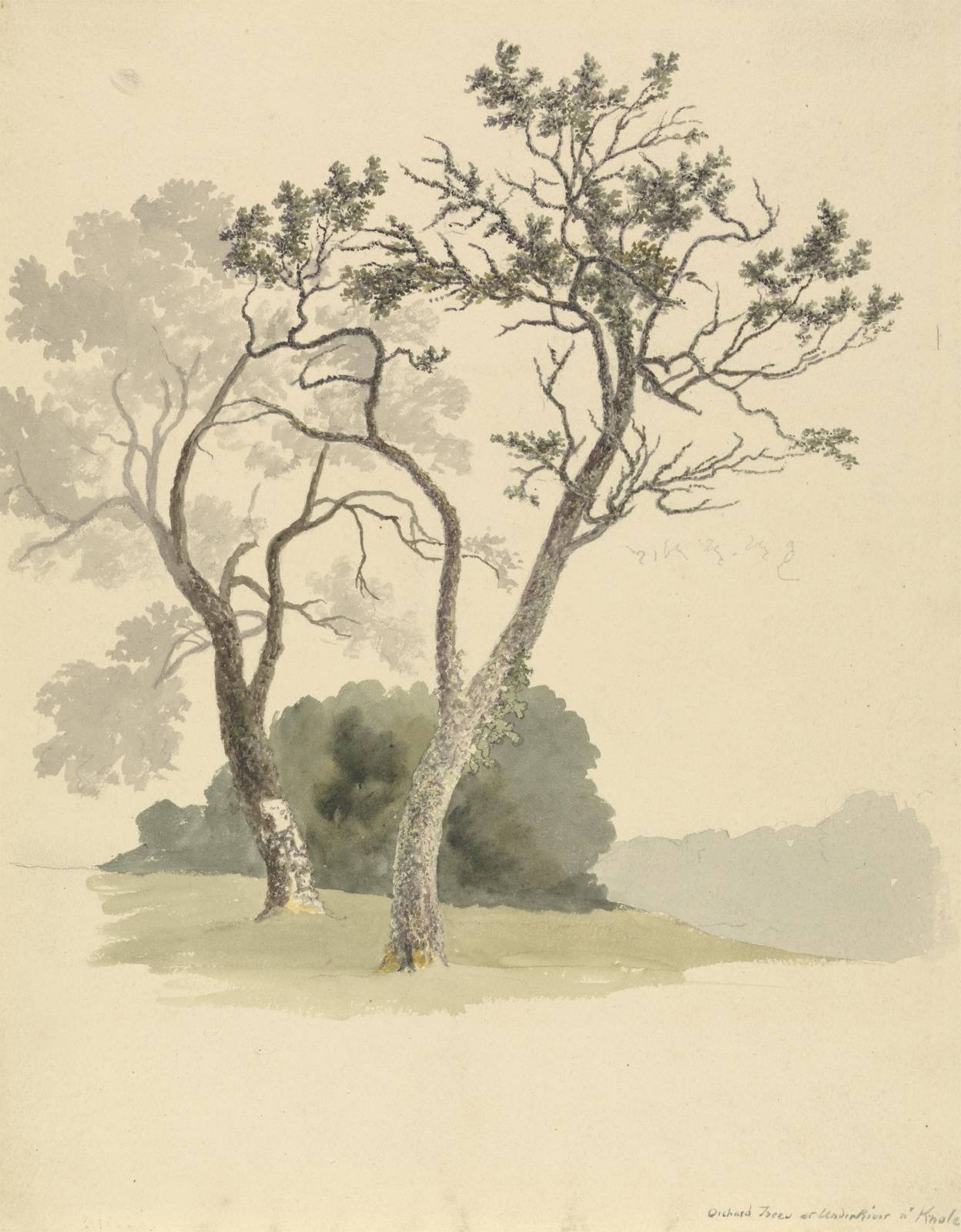 Serene Orchard Trees Botanical Wall Art