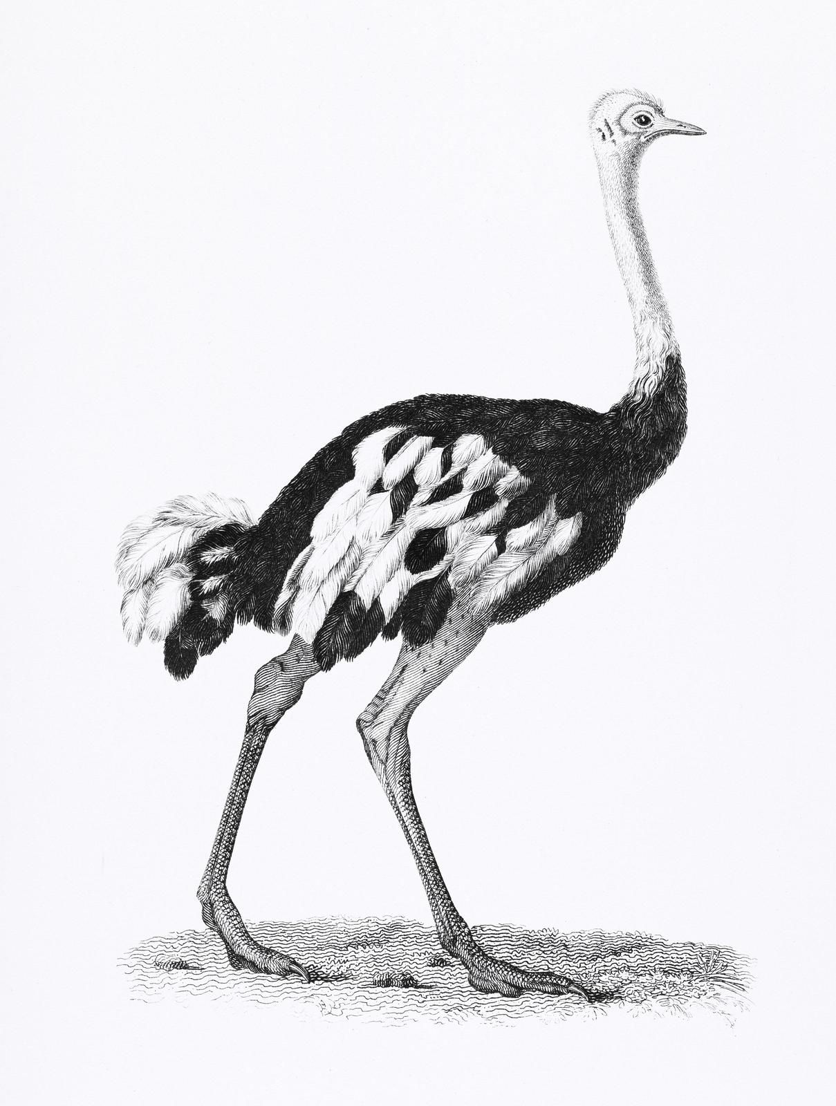 Elegant Ostrich Vintage Sketch Wall Art