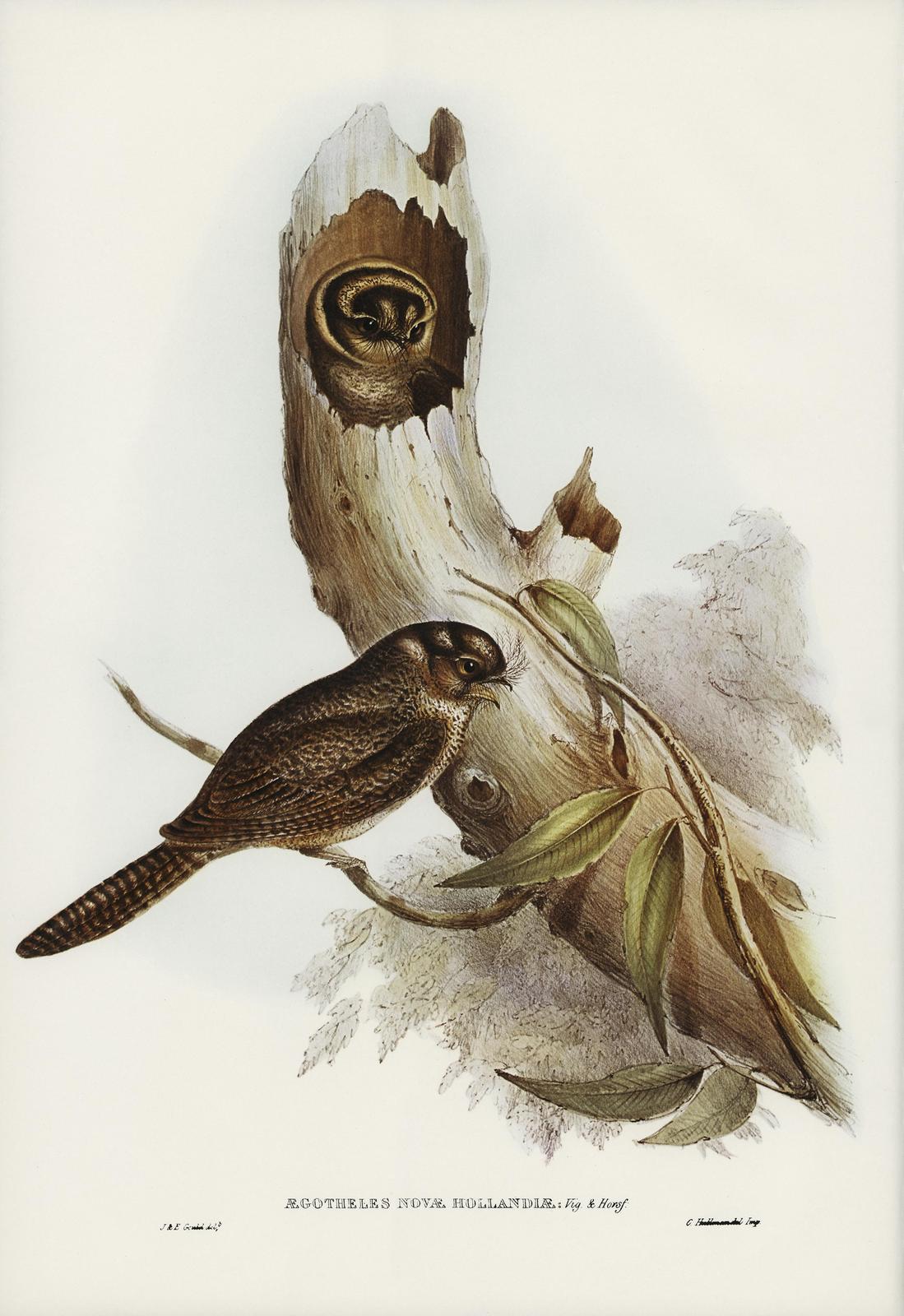 Vintage Bird Art: Australian Owlet-Nightjar Wall Art