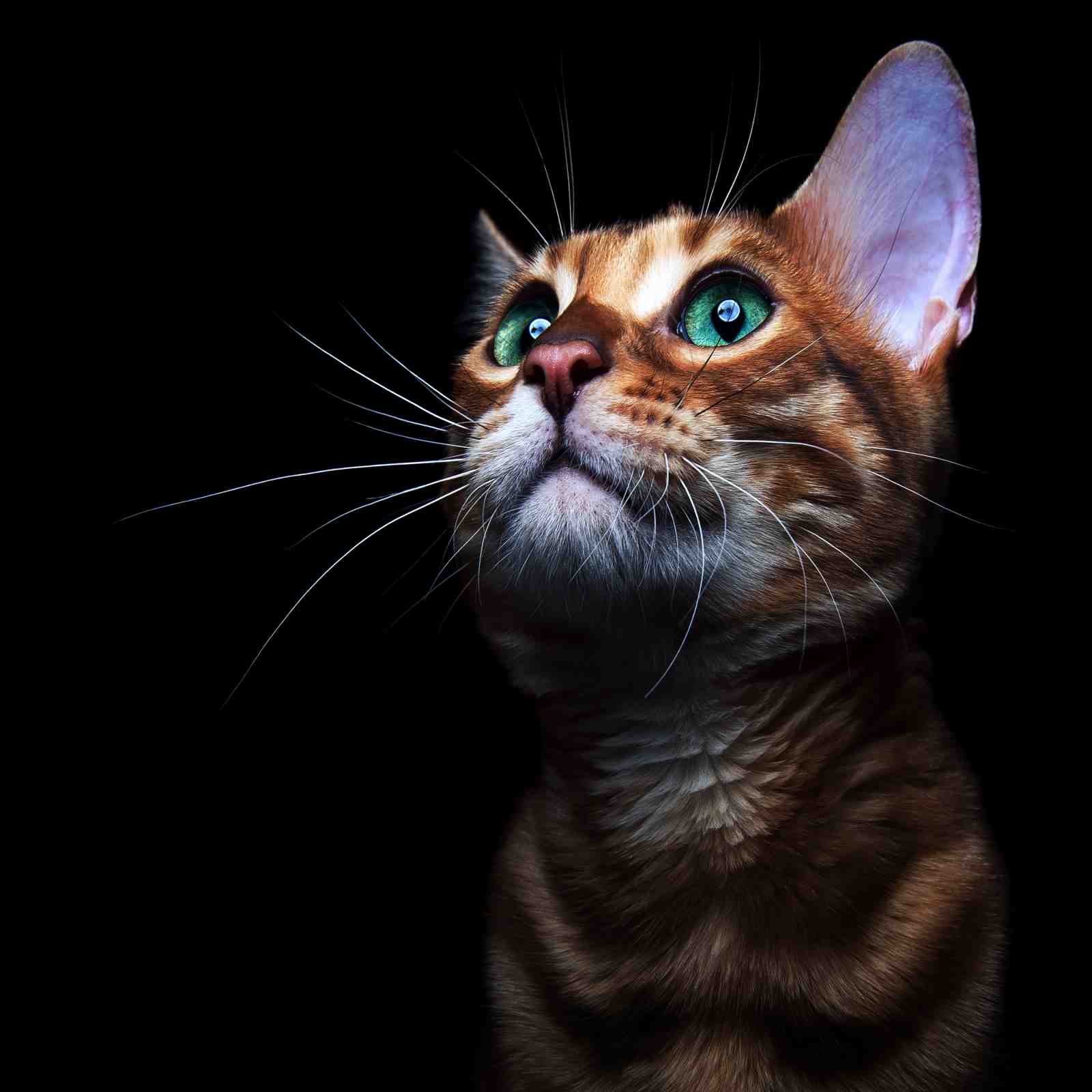Majestic Bengal Cat Emerald Eyes Wall Art