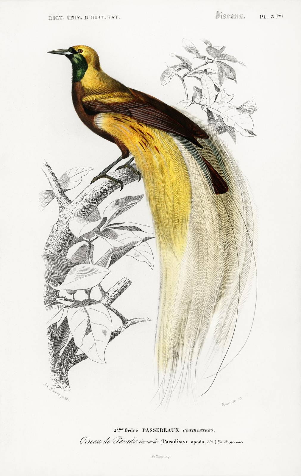 Vintage Bird of Paradise Wall Art