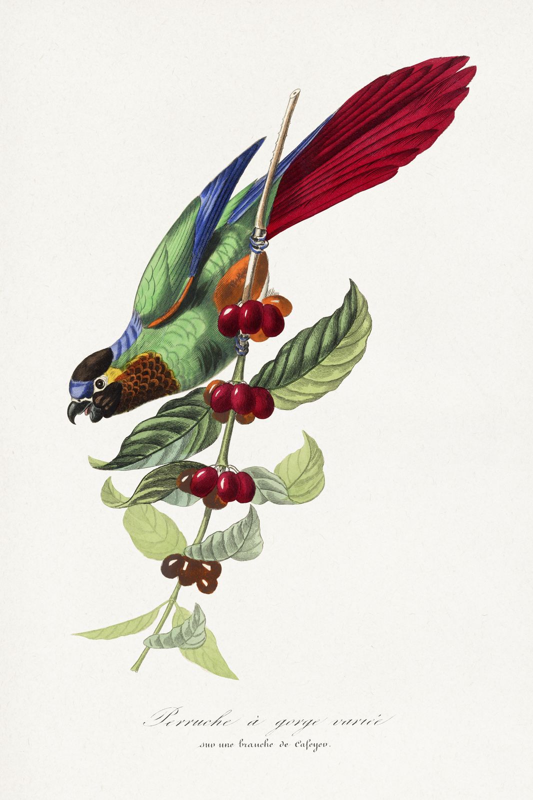 Vibrant Parrot & Coffee Branch Wall Art