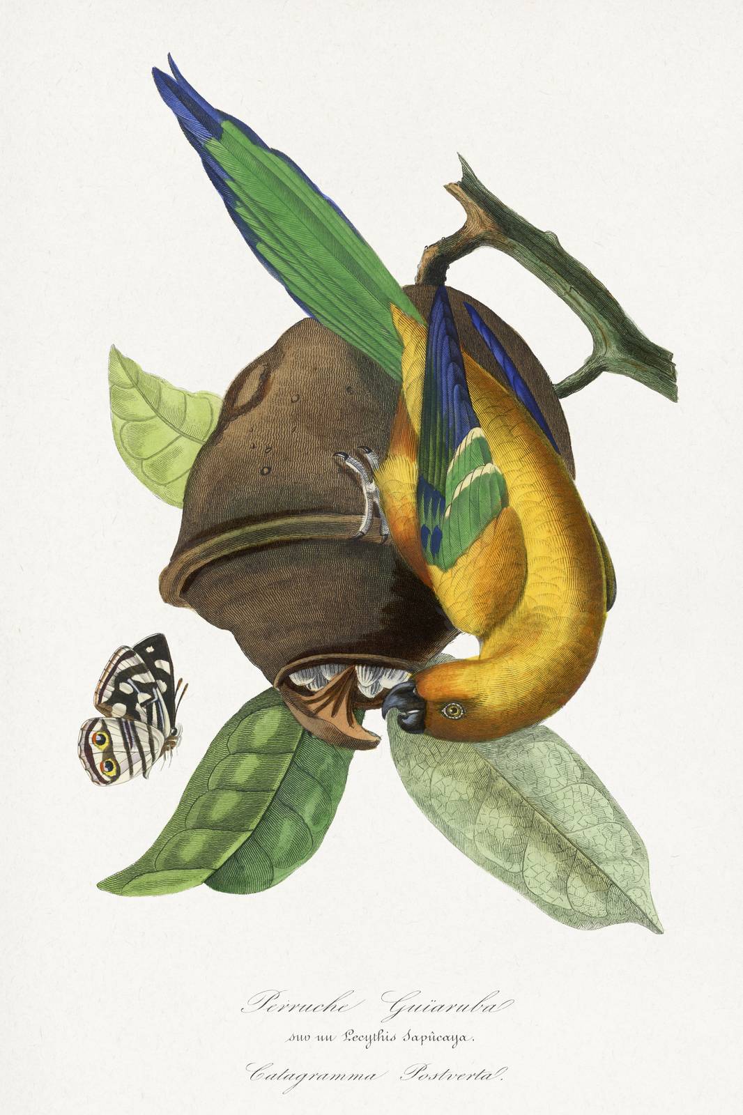 Golden Parrot Vintage Botanical Art Wall Art