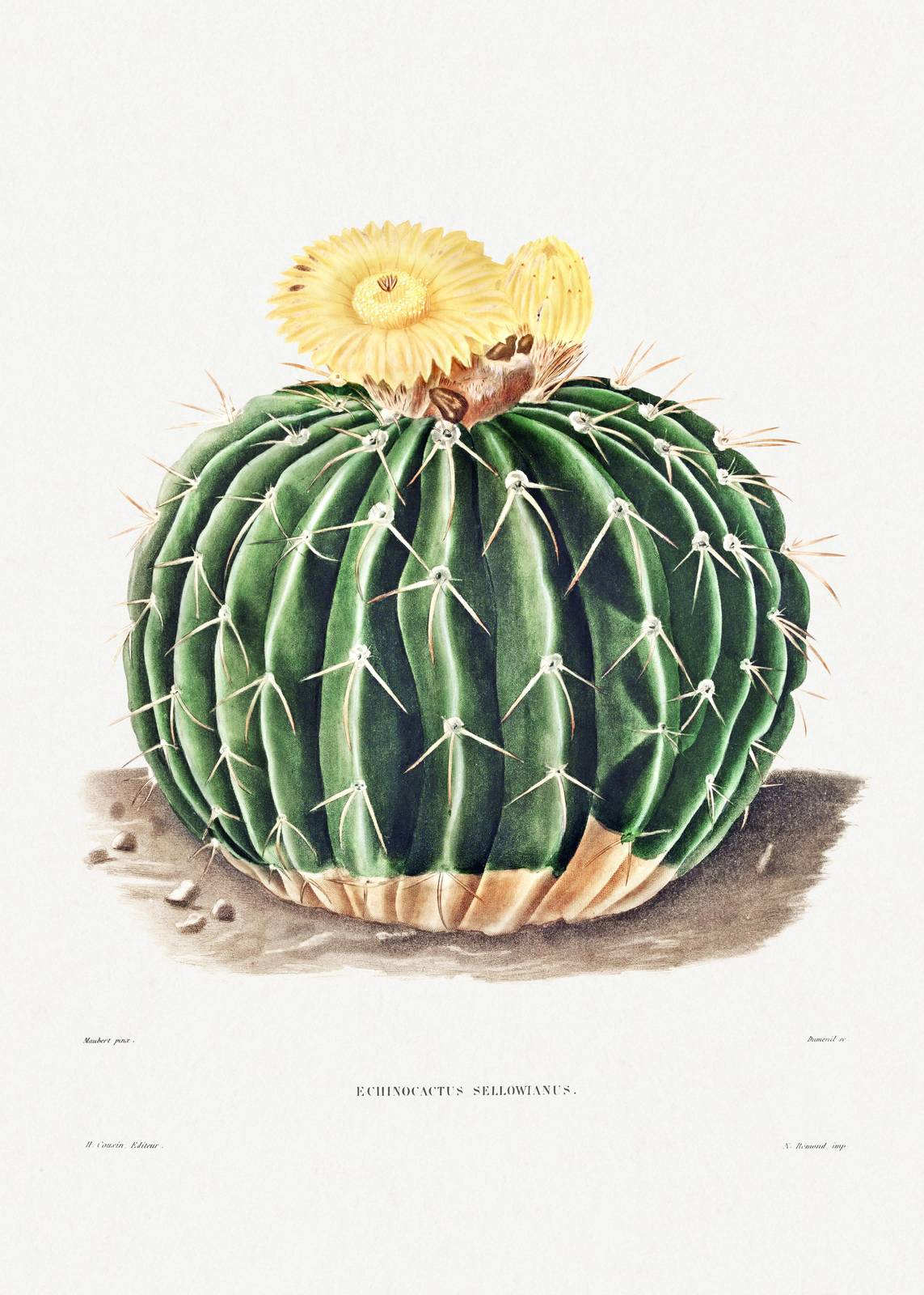 Vintage Echinocactus Sellowianus Wall Art