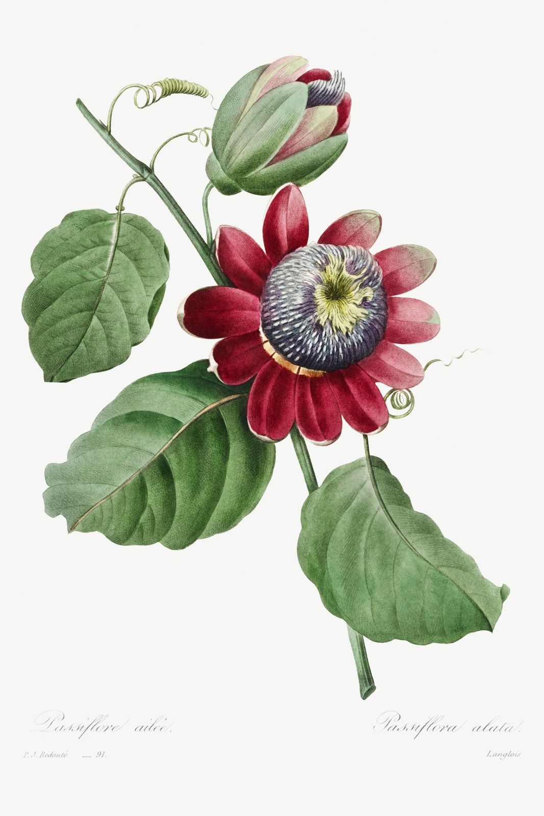 Vintage Passion Flower Botanical Art Wall Art