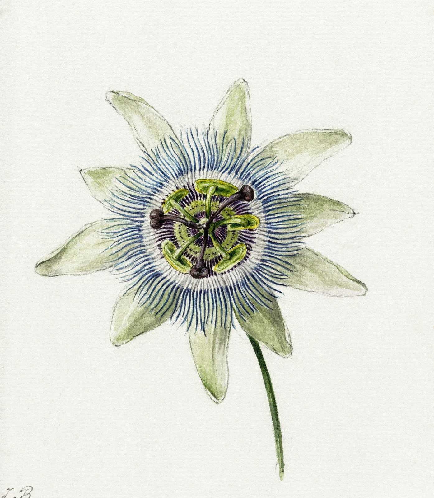 Botanical Passion Flower Art Wall Art