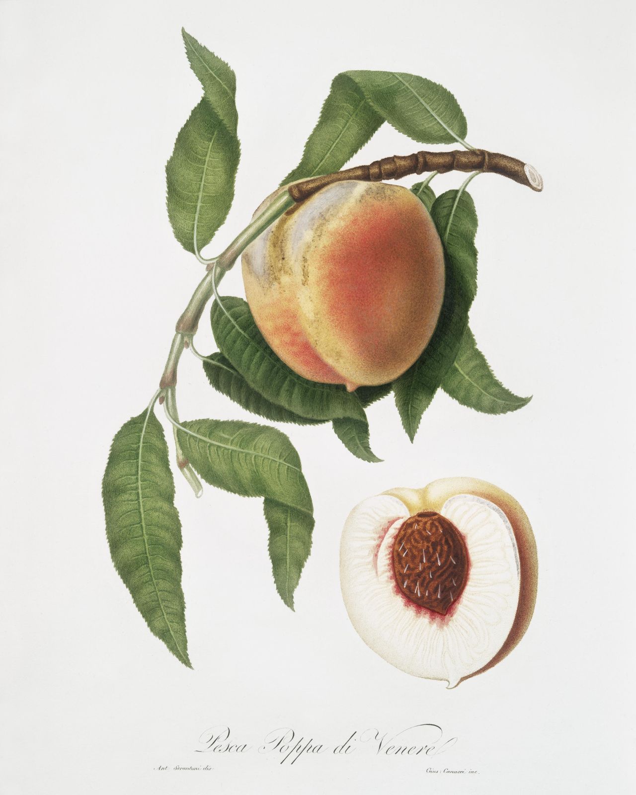 Botanical Peach & Leaf Wall Art