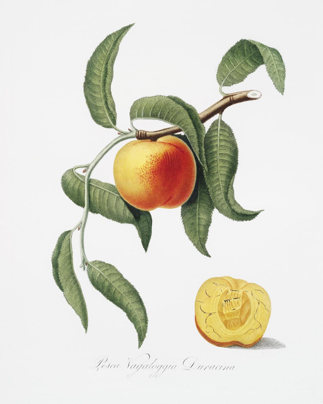 Botanical Peach & Leaf Vintage Wall Art