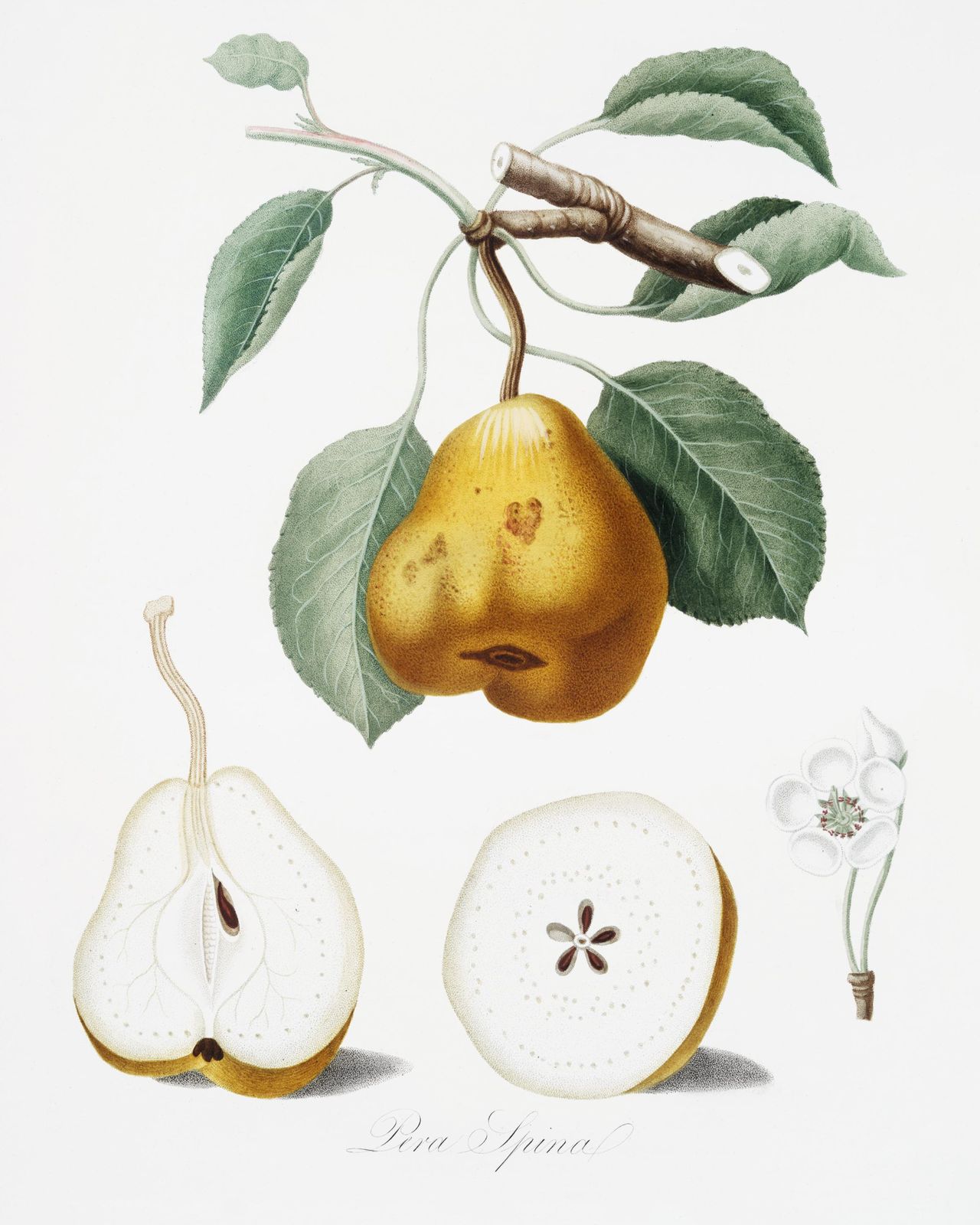 Vintage Pear Botanical Illustration Wall Art