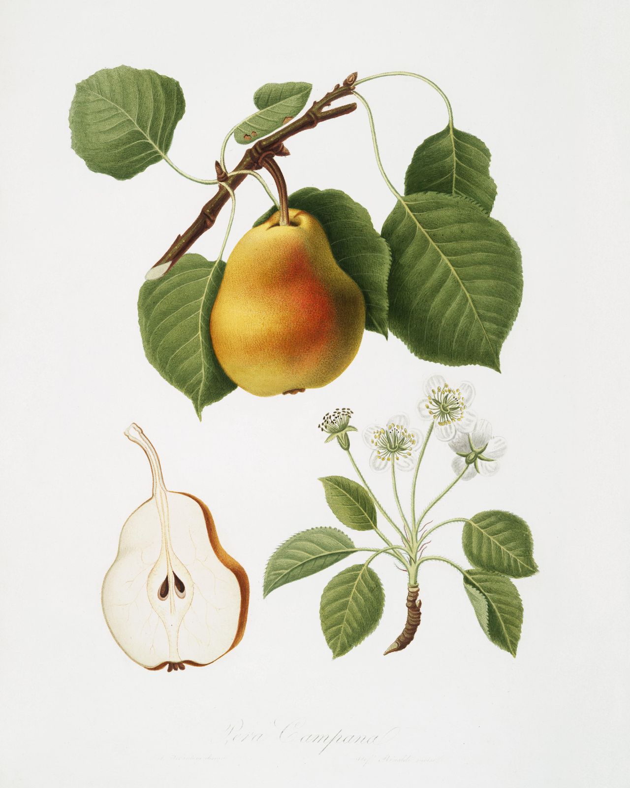 Botanical Pear Print | Vintage Fruit Wall Art Wall Art