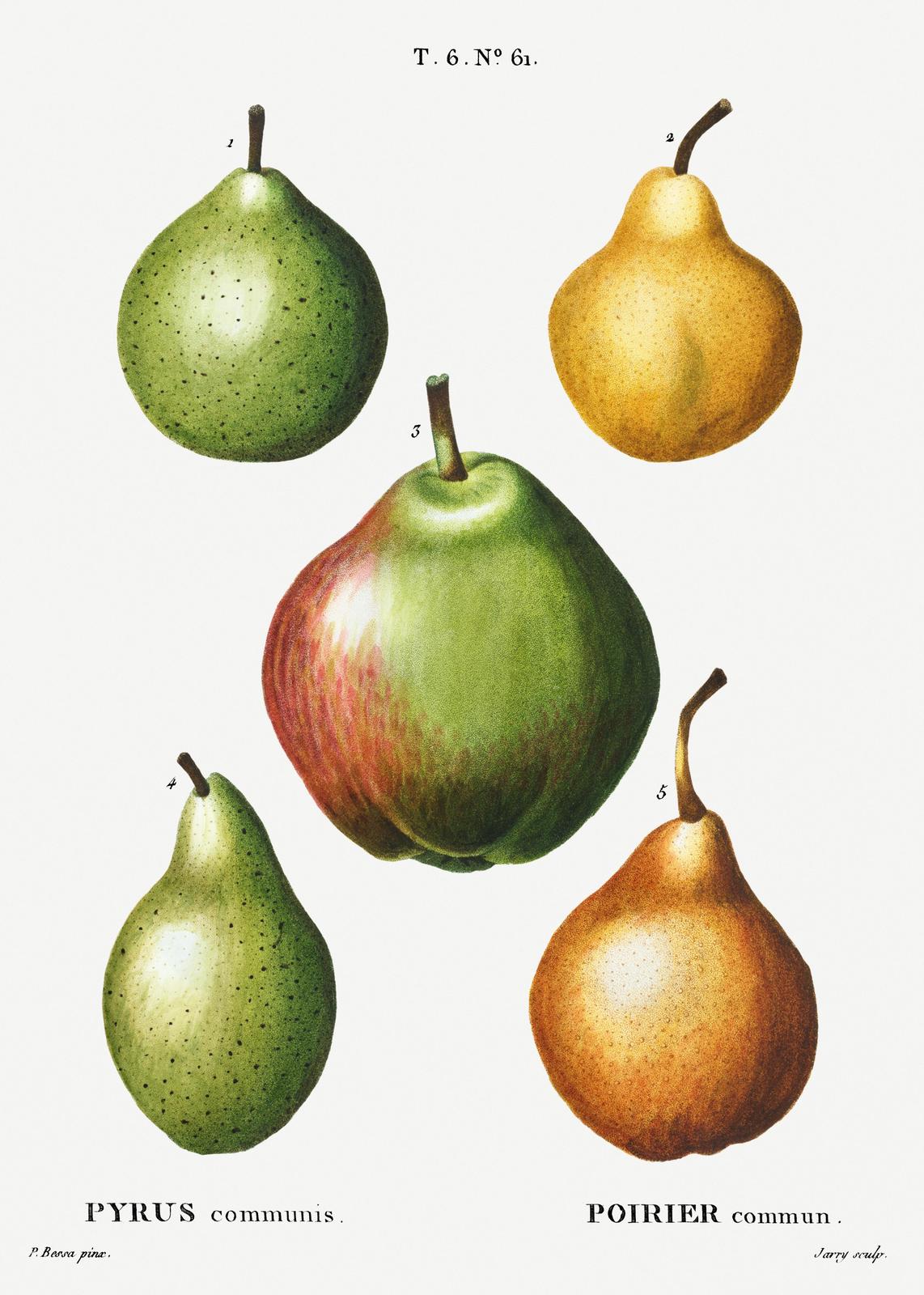 Vintage Pear Botanical Art Wall Art