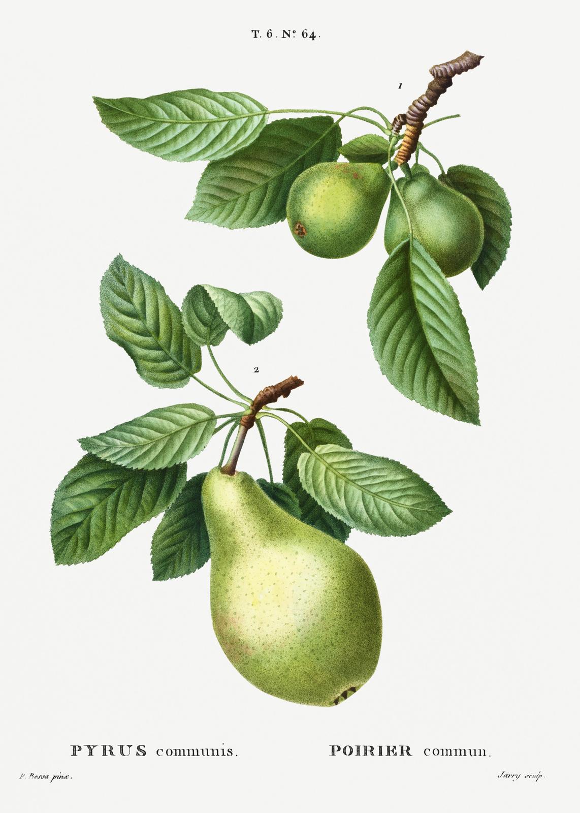 Vintage Pear Botanical Art Wall Art