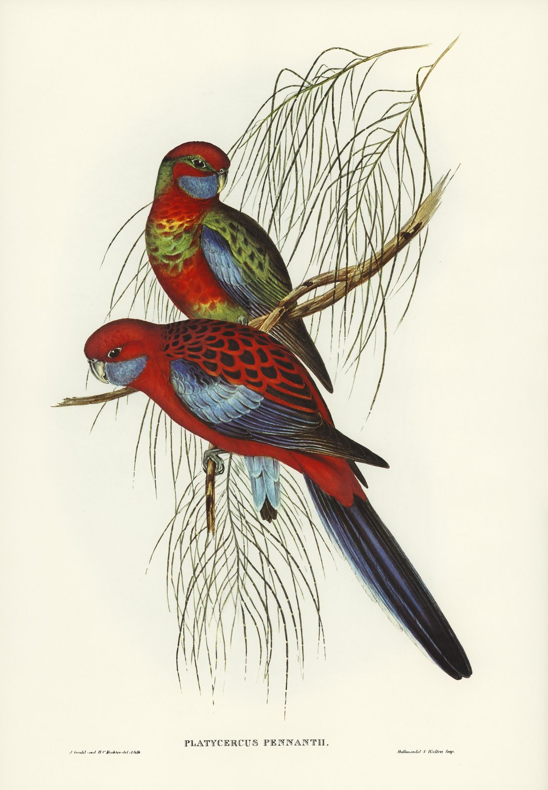 Crimson Rosella Birds Nature Wall Art