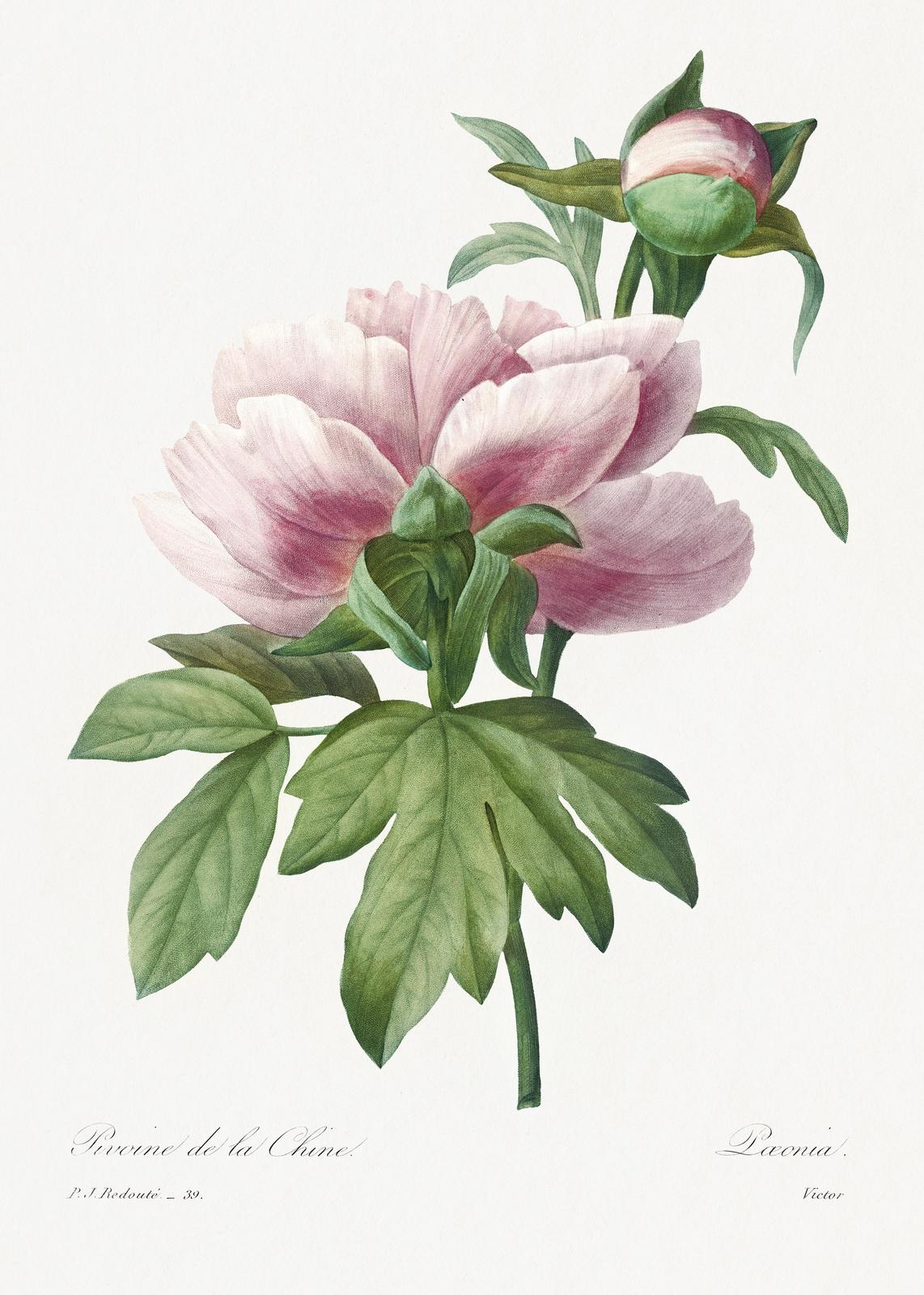 Vintage Pink Peony Botanical Art Wall Art