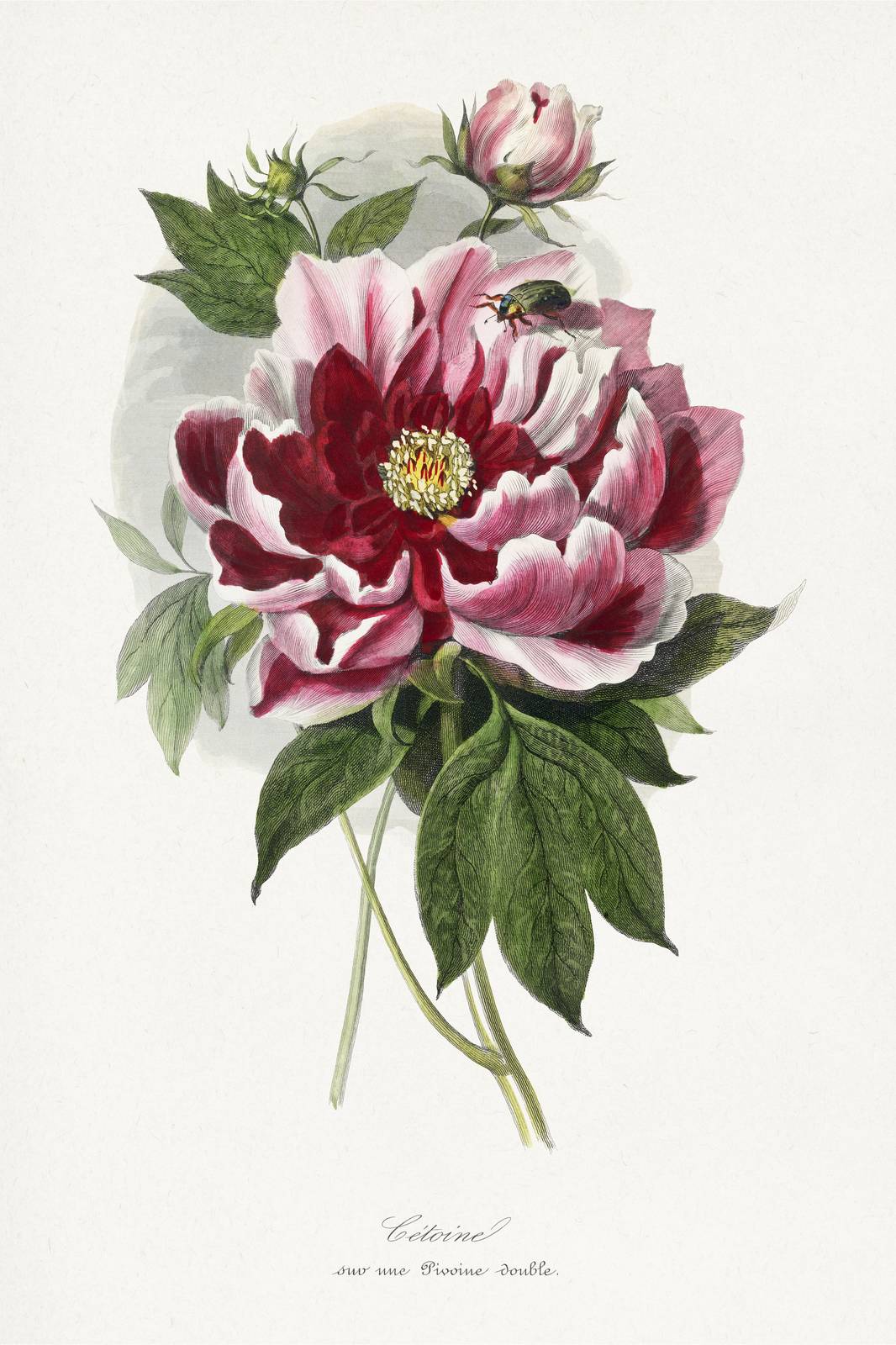 Vintage Peony & Beetle Botanical Art Wall Art
