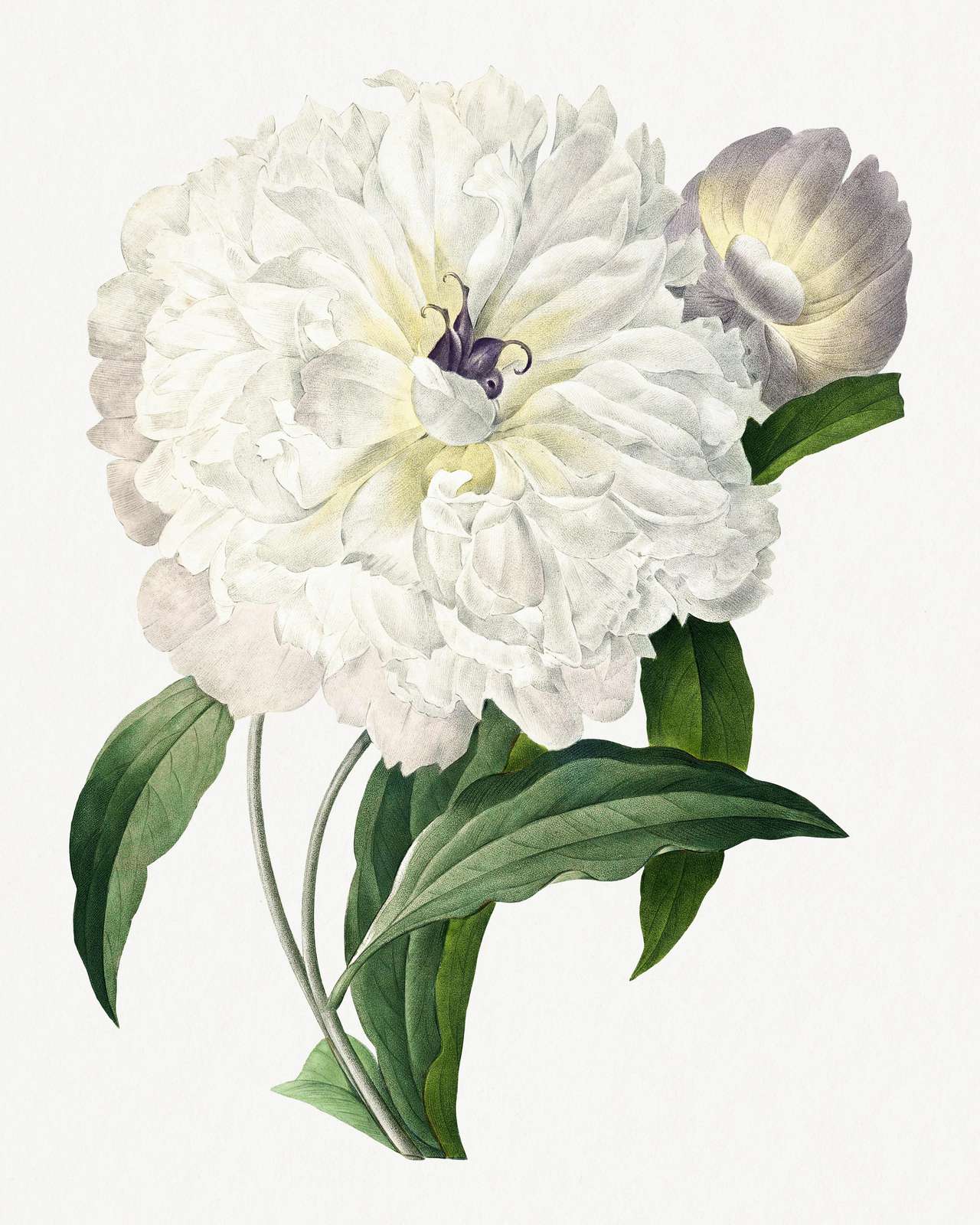 Elegant White Peony Botanical Art Wall Art