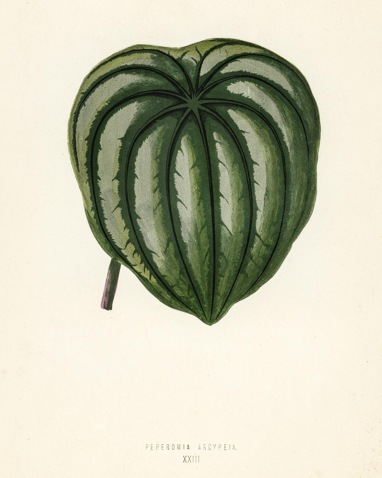 Elegant Peperomia Argyreia Botanical Wall Art