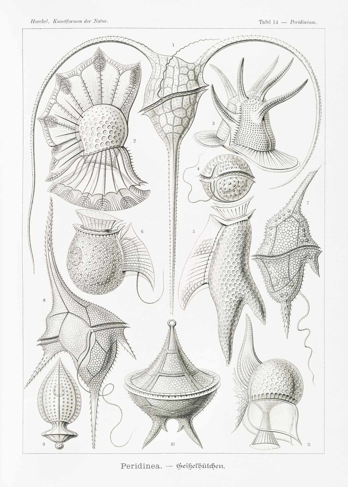 Vintage Peridinea Scientific Illustration Wall Art