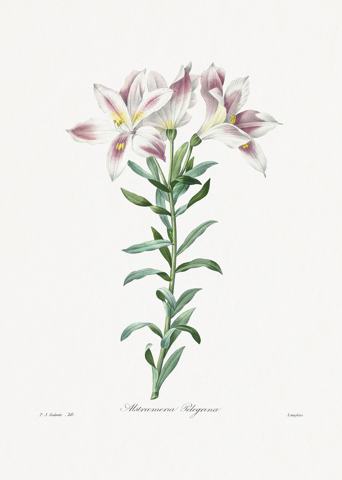Vintage Alstroemeria Flower Art Wall Art