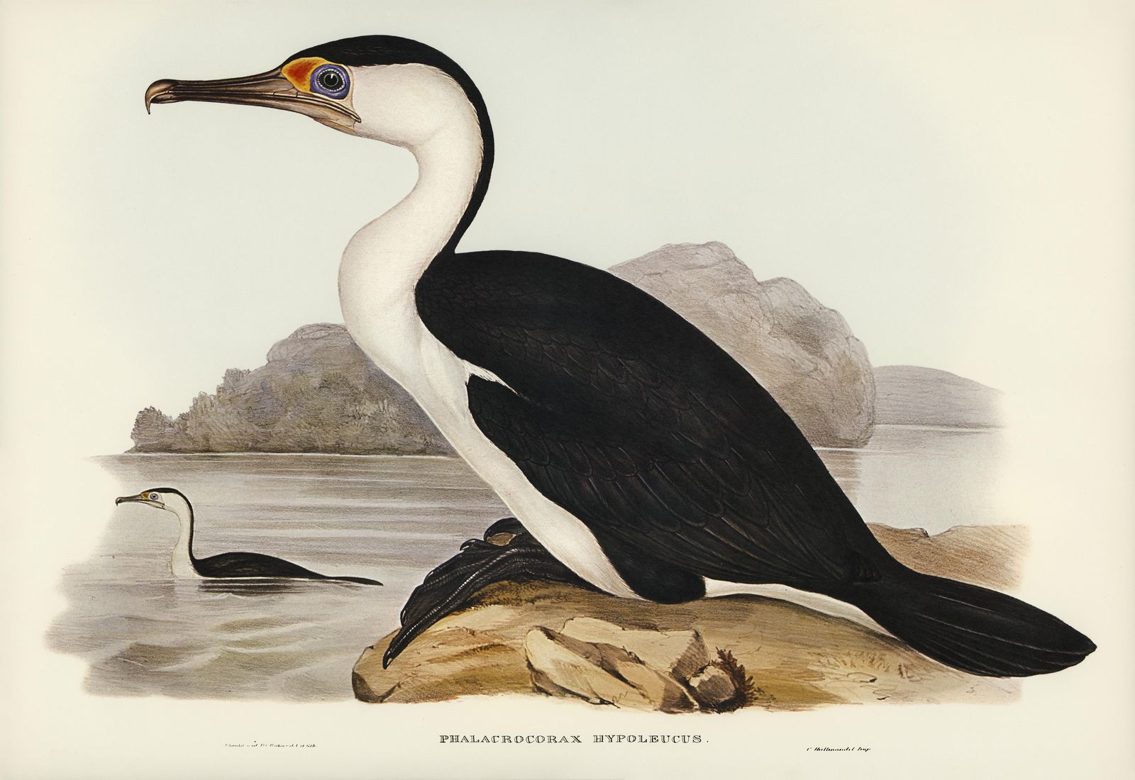 Pied Shag Bird Art Wall Art - Wildlife & Nature Decor