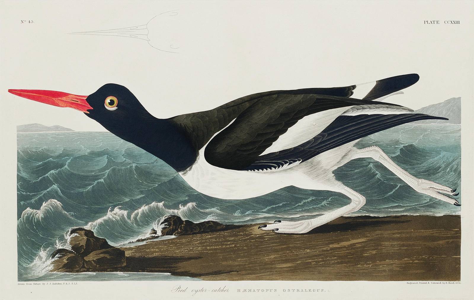 Audubon Pied Oystercatcher Wall Art