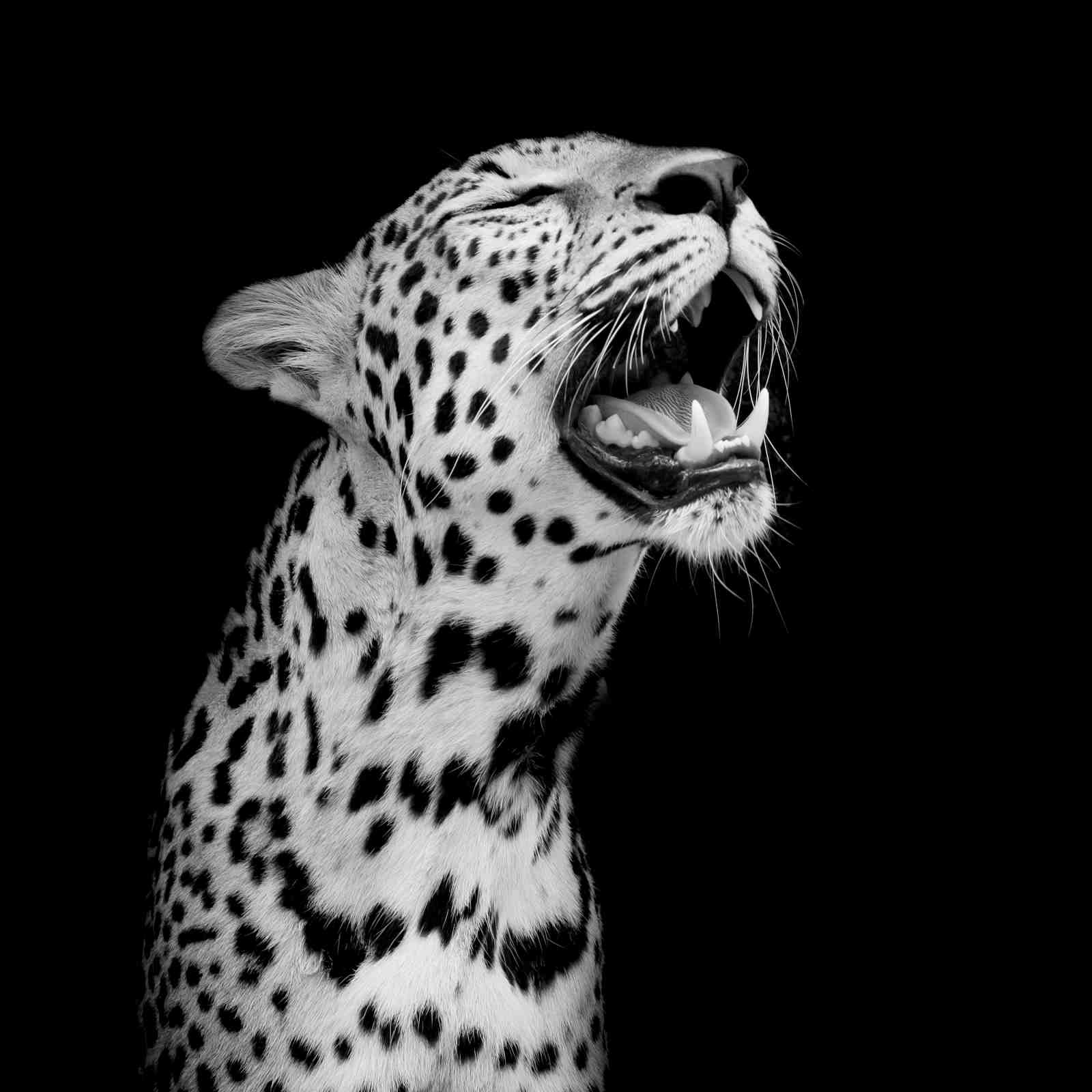 Majestic Leopard Roar Black & White Wall Art