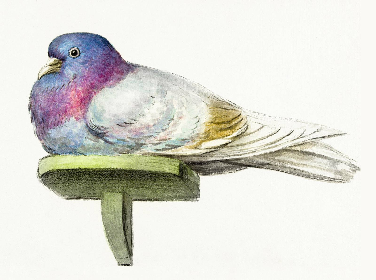 Elegant Pigeon Watercolor Art Wall Art