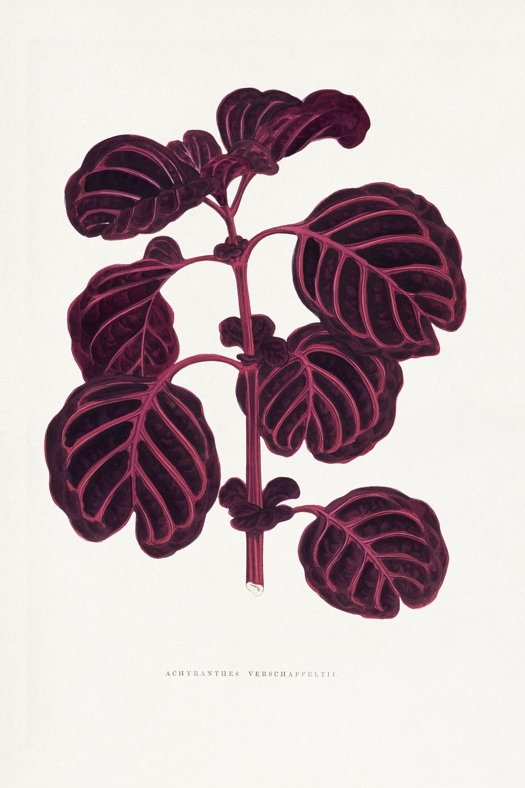 Deep Purple Botanical Plant Art Wall Art