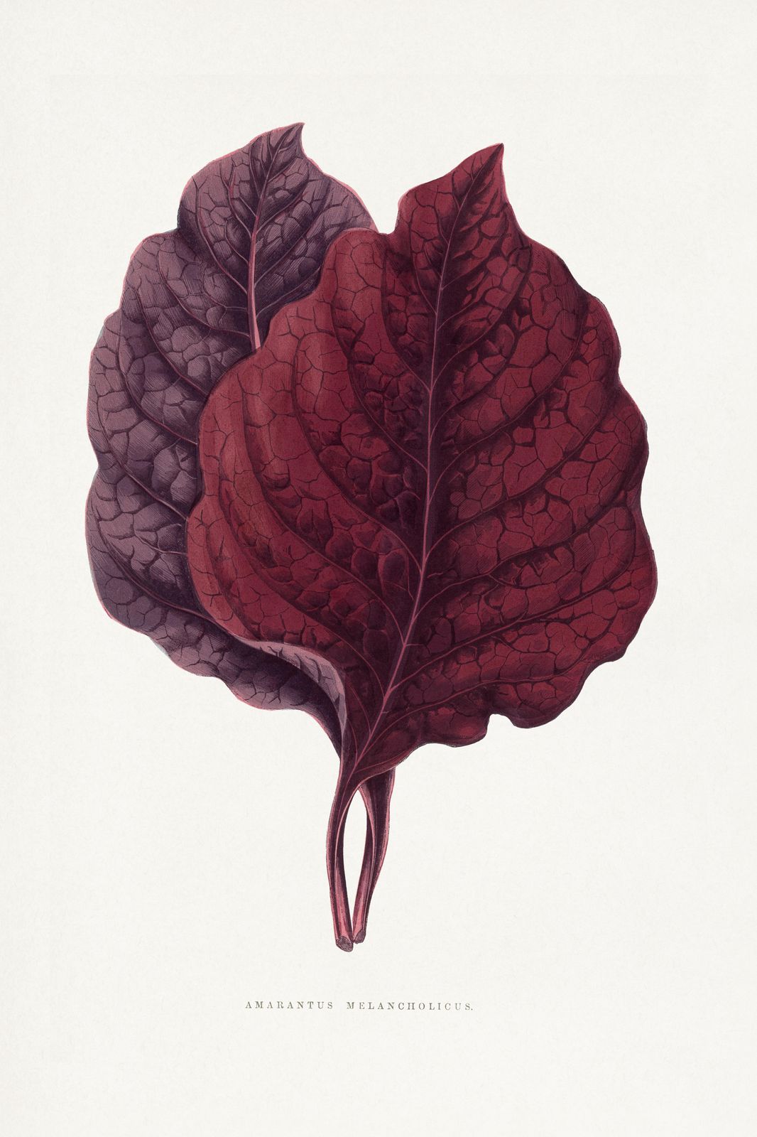 Deep Red Botanical Amaranthus Wall Art