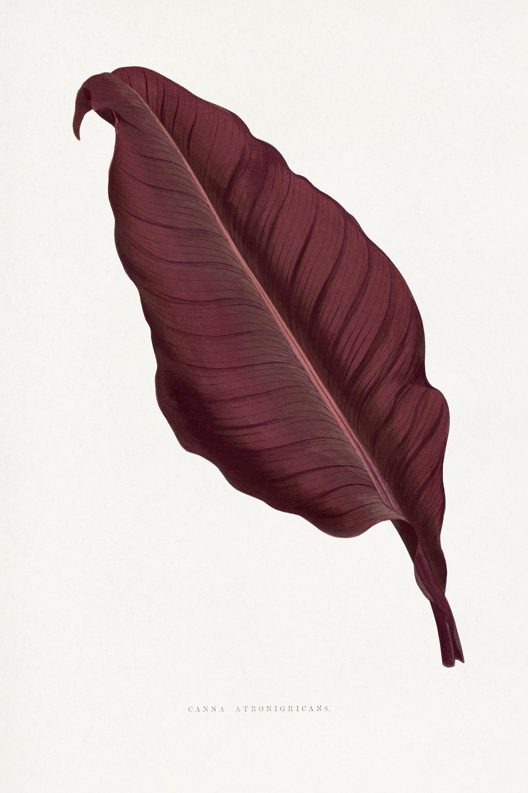 Elegant Burgundy Leaf Botanical Wall Art