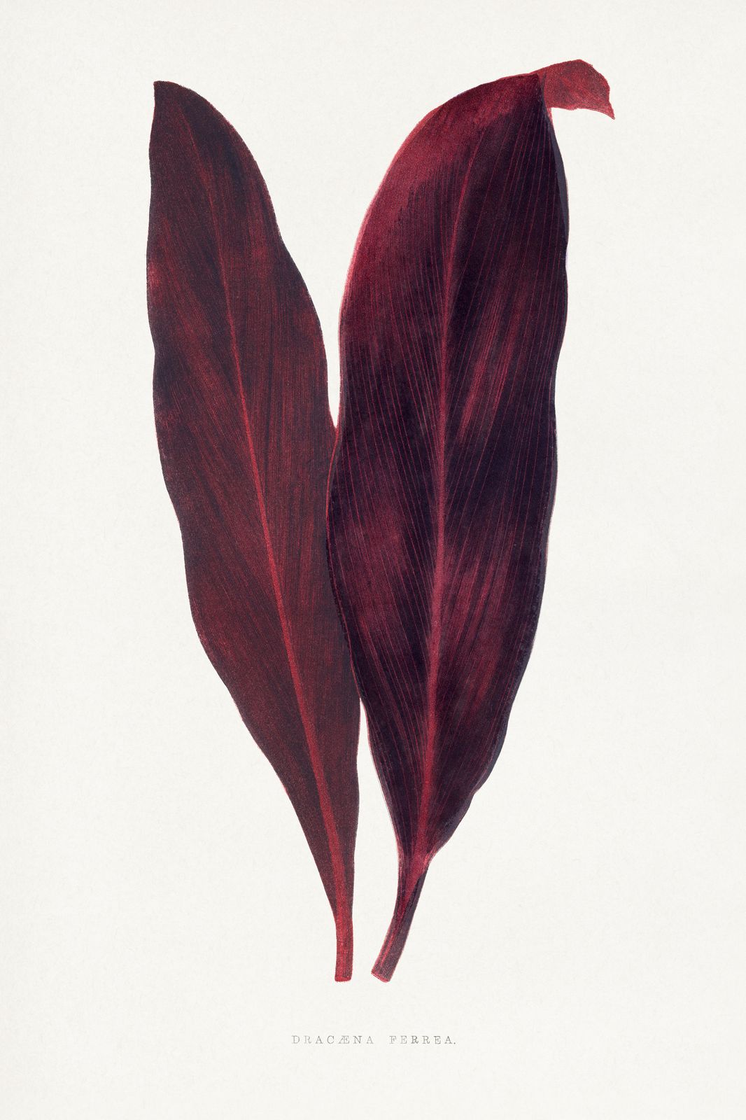 Deep Red Tropical Leaves Wall Art Wall Art