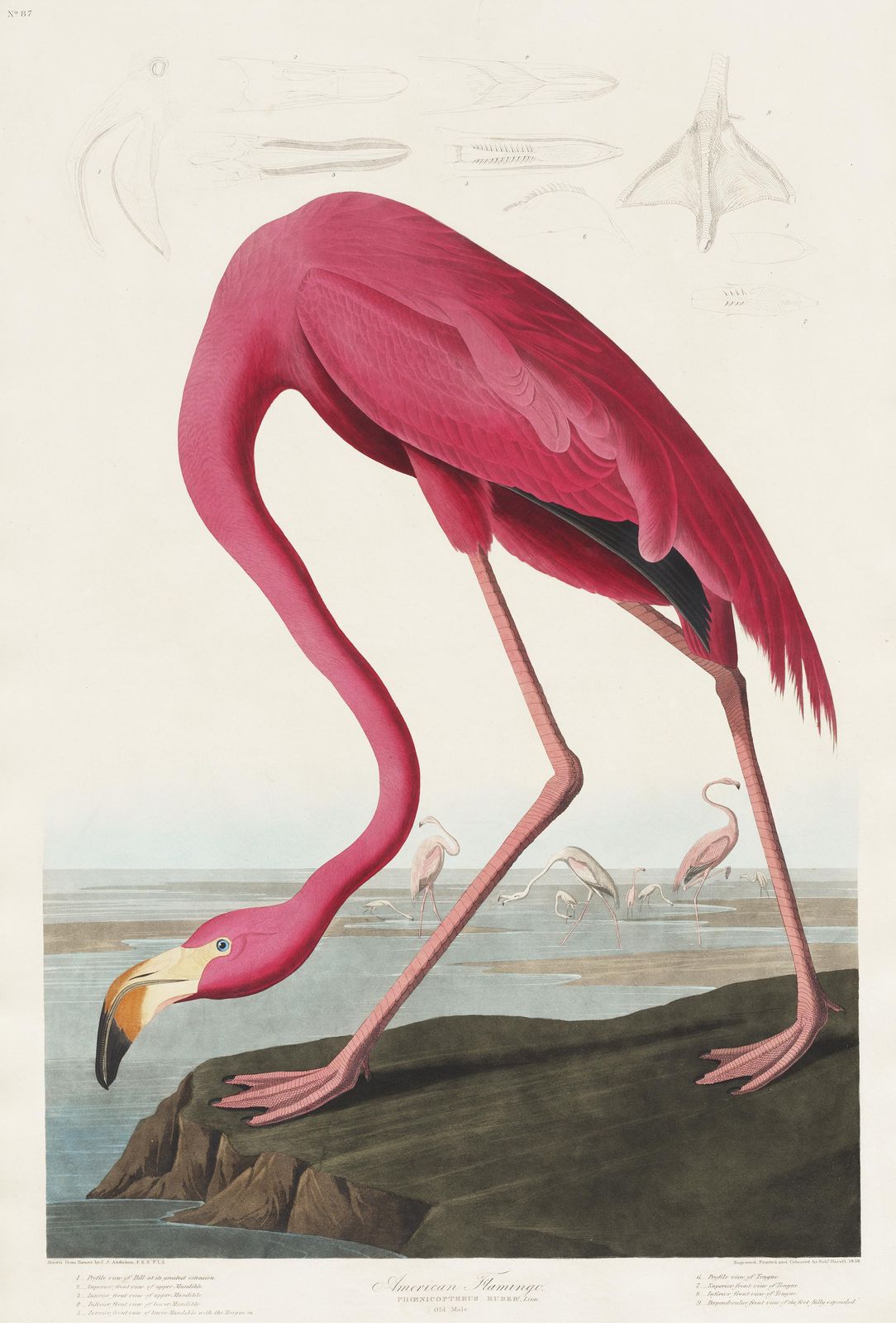 Vibrant Flamingo Nature Art Wall Art