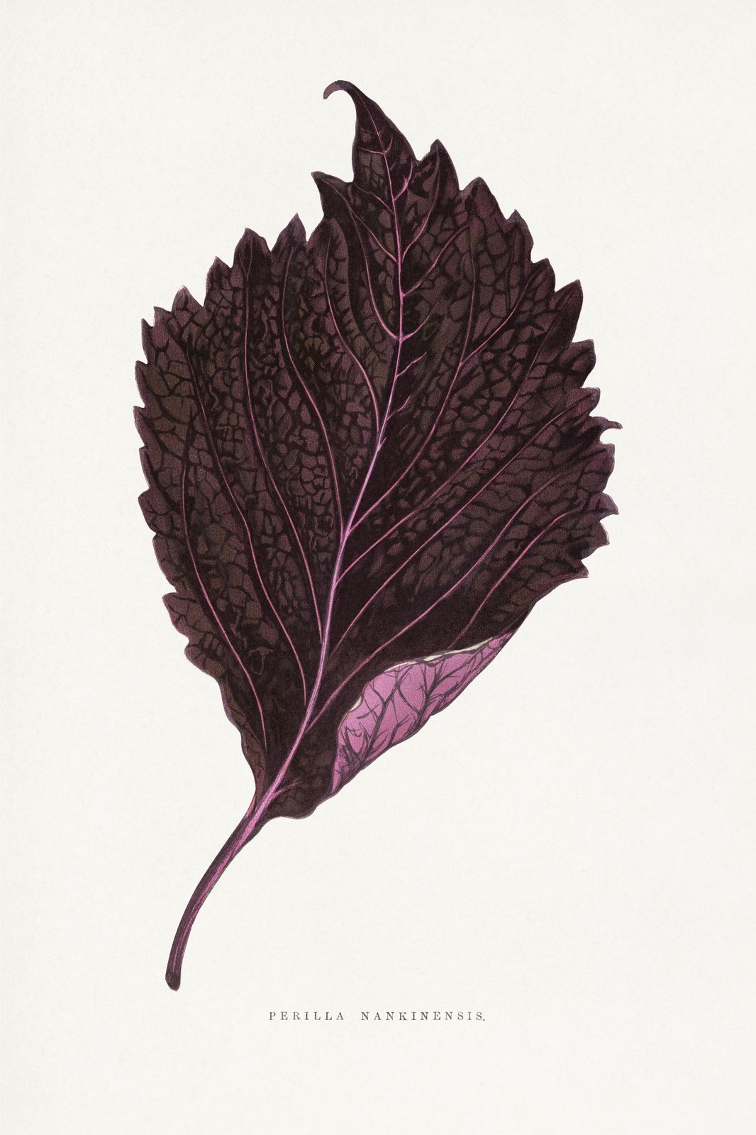 Vintage Botanical Perilla Leaf Wall Art