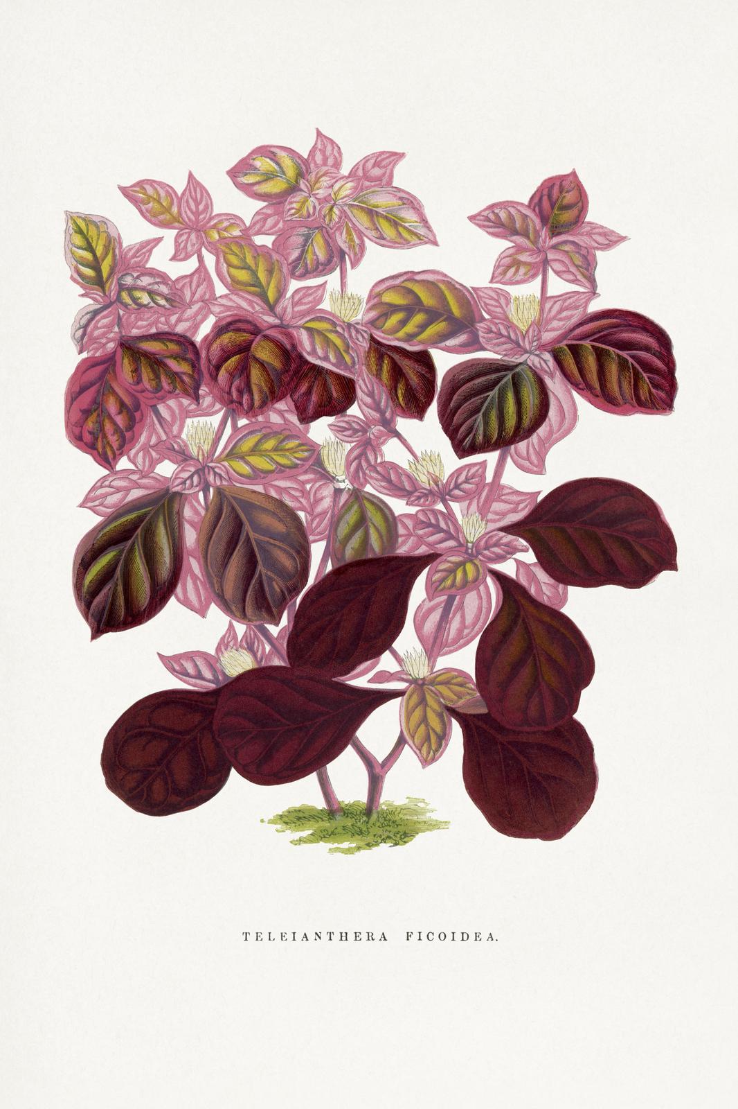 Vintage Botanical Plant Art Wall Art
