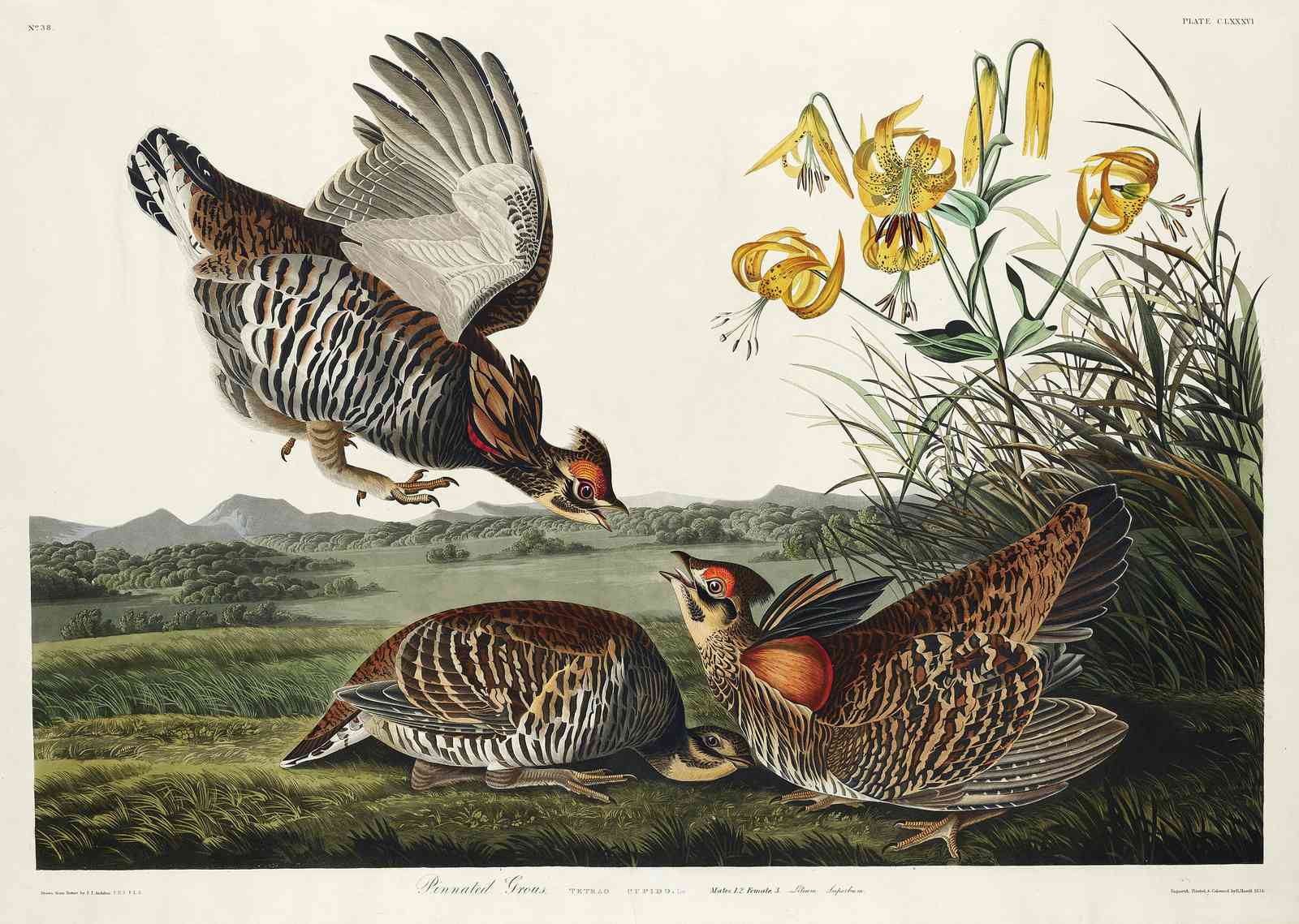 Pinnated Grouse Ornithology Vintage Wall Art