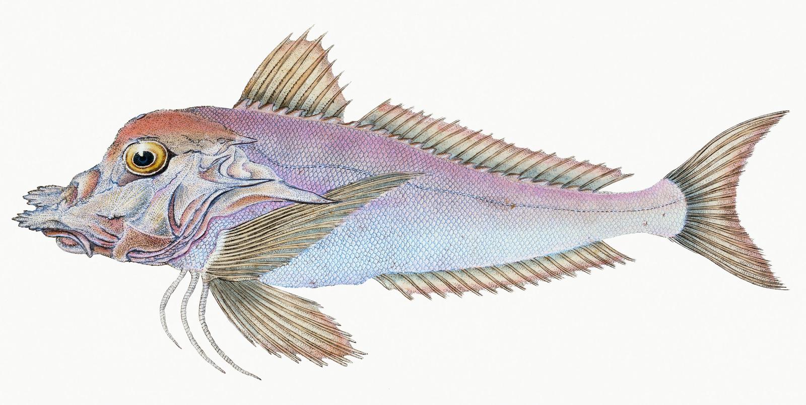 Elegant Gurnard Fish Vintage Art Wall Art