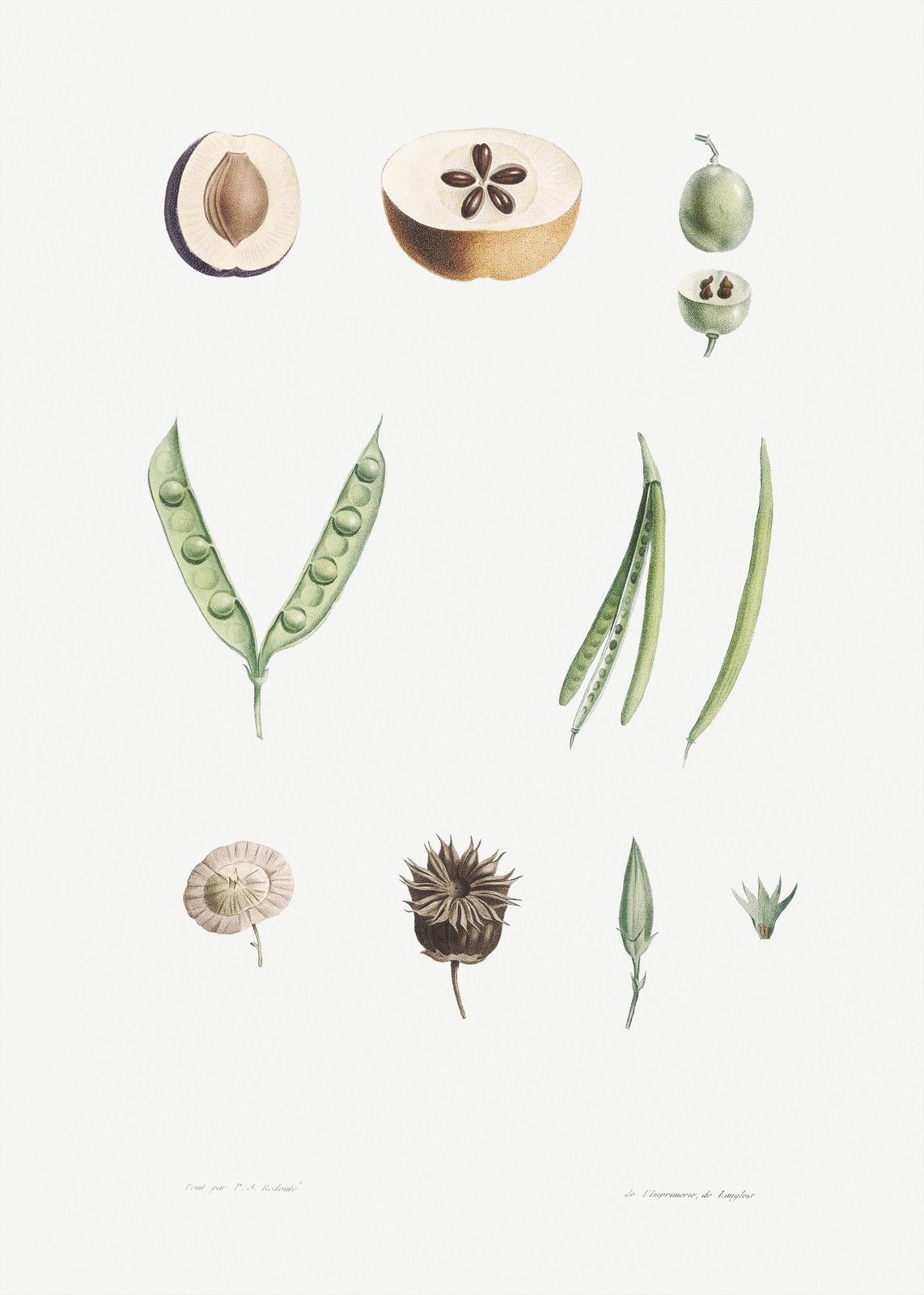 Vintage Botanical Fruit & Seed Wall Art