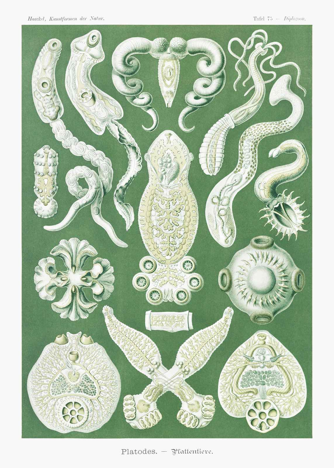 Vintage Scientific Platodes Wall Art